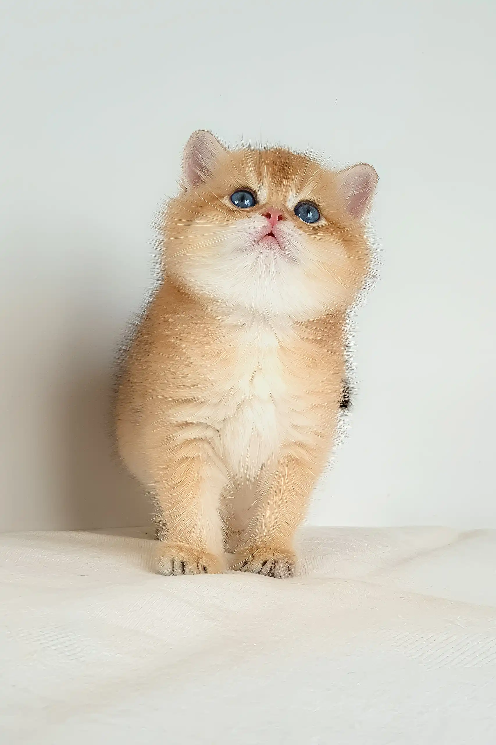 Umar | British Shorthair Kitten - Image 6