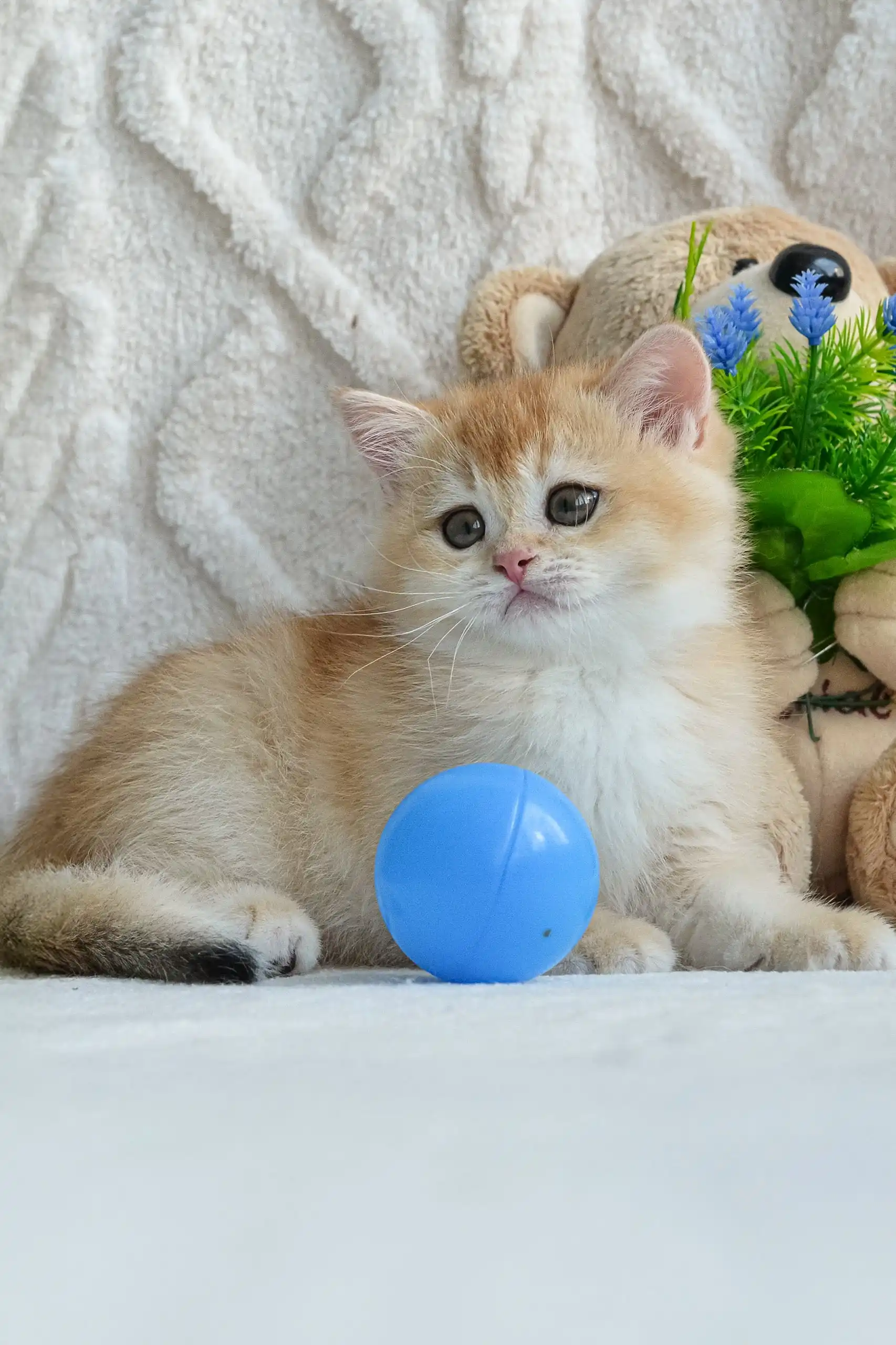 Umber | British Shorthair Kitten - Image 6
