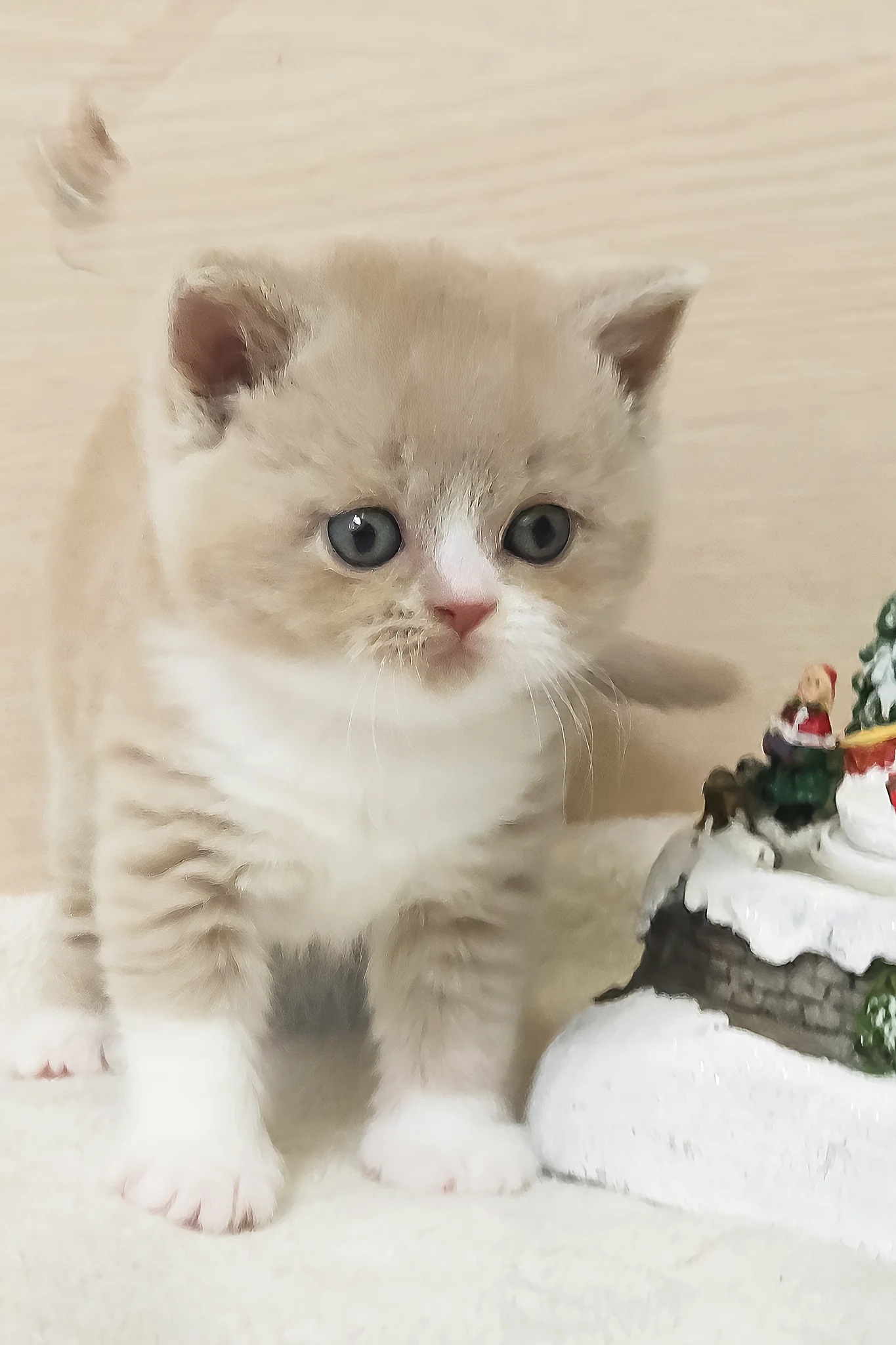 Umka | British Shorthair Kitten - Image 3