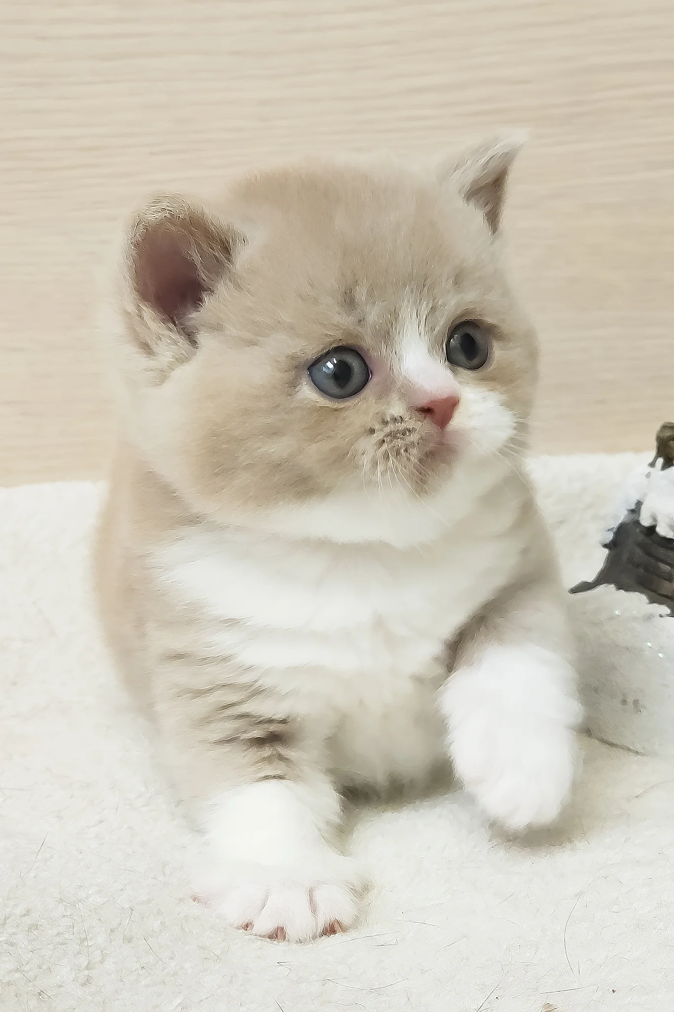 Umka | British Shorthair Kitten - Image 5