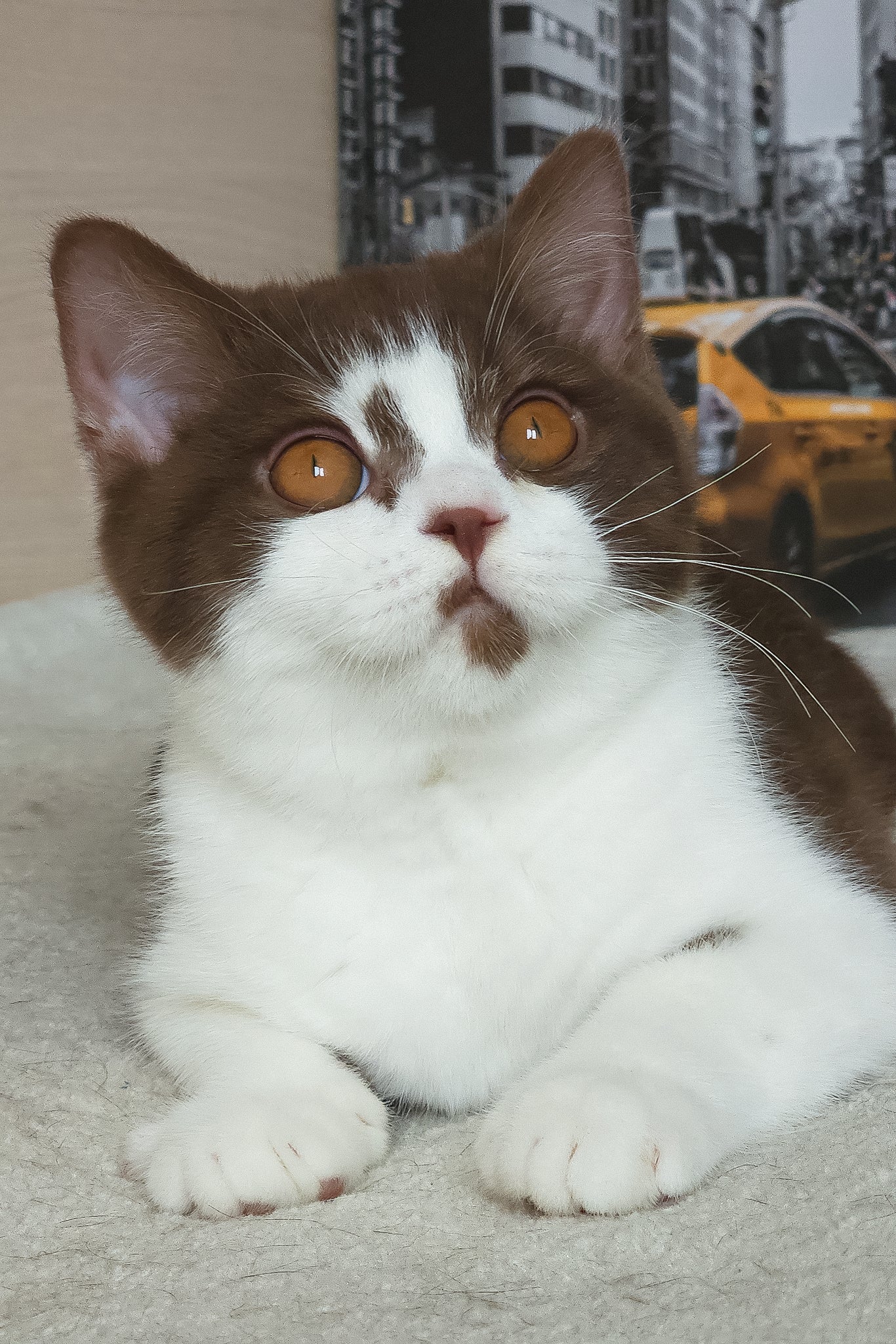 Unikum | British Shorthair Kitten - Image 6