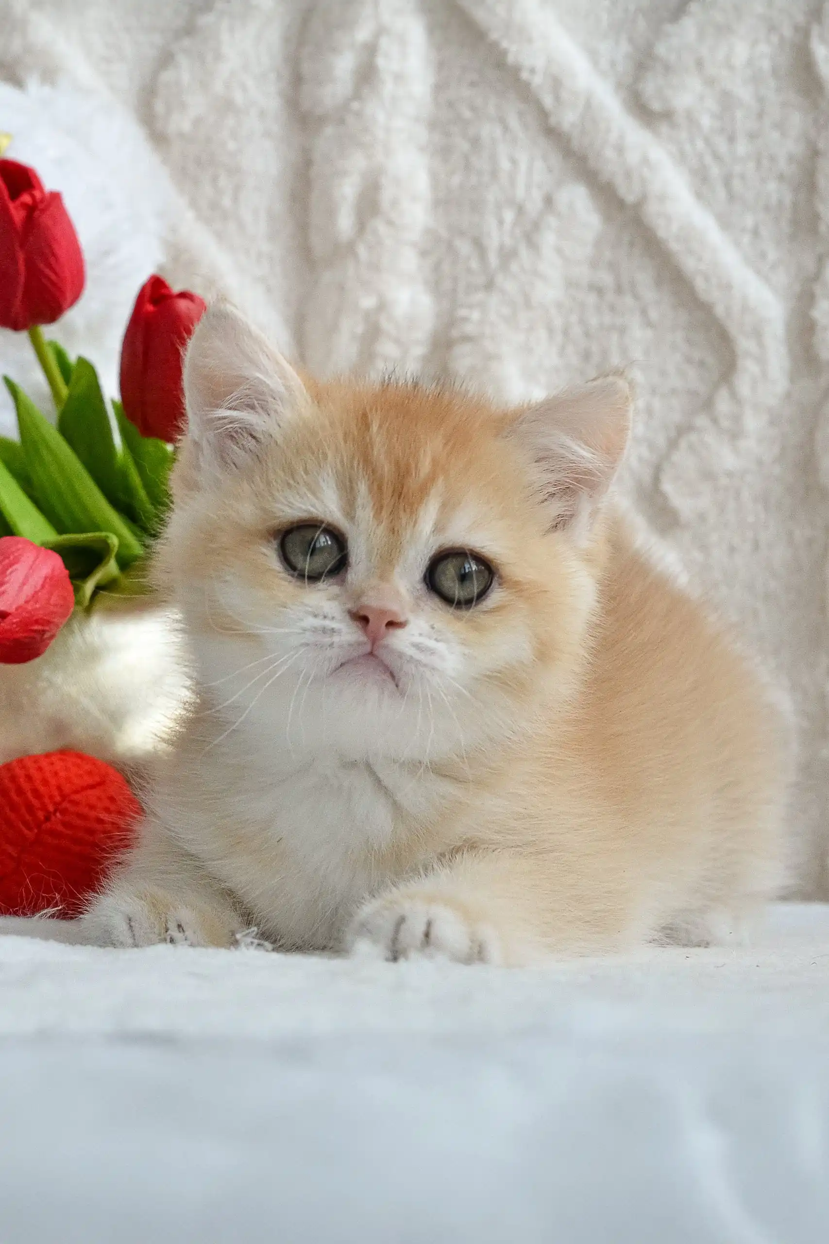 Uran | British Shorthair Kitten - Image 7