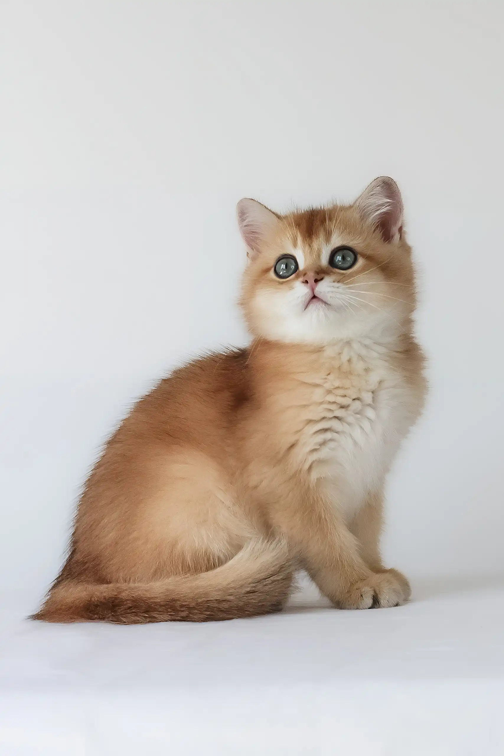 Uther | British Shorthair Kitten - Image 6