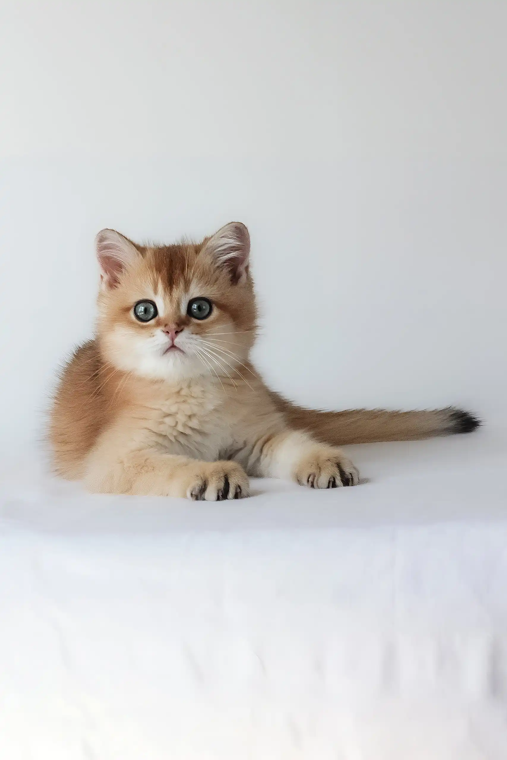 Uther | British Shorthair Kitten - Image 7