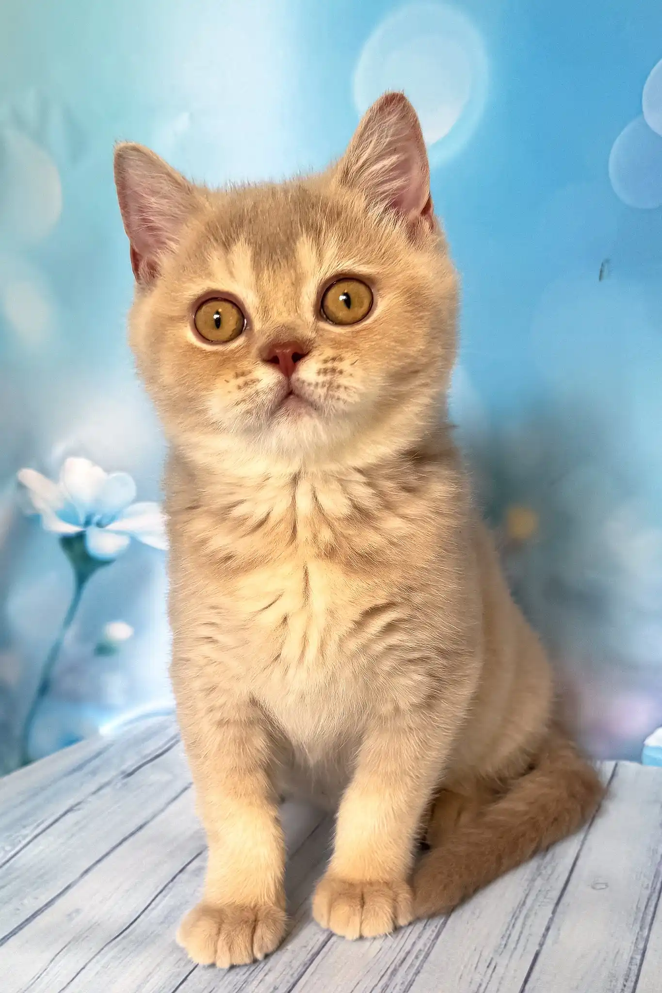 Vegas | British Shorthair Kitten - Image 7