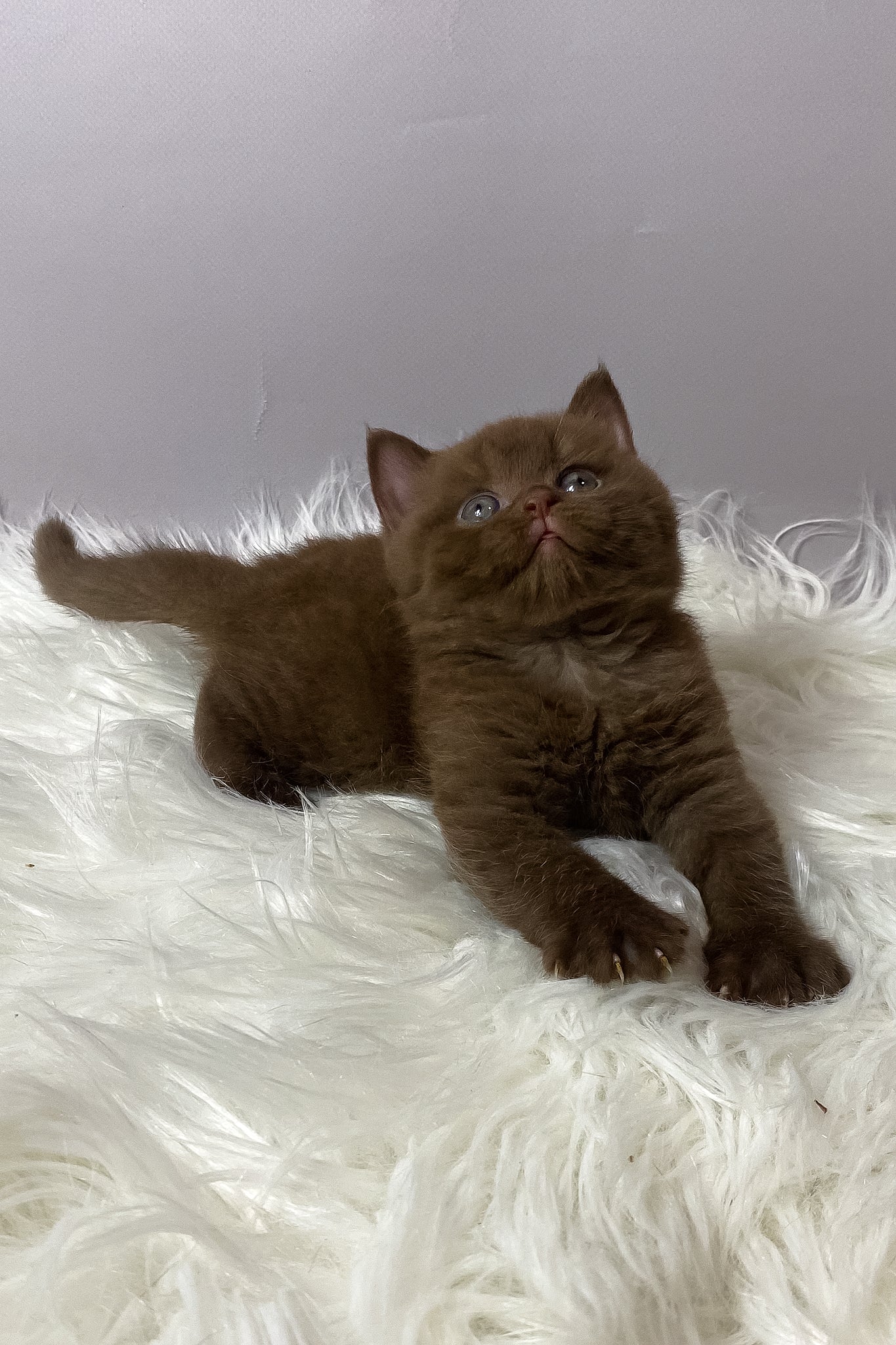 Wegas | British Shorthair Kitten - Image 2