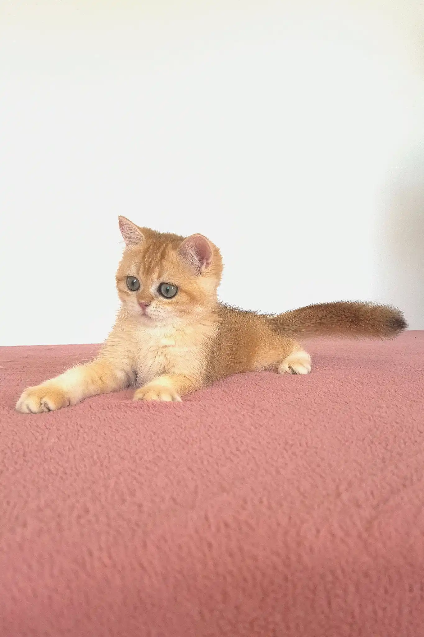 West | British Shorthair Kitten - Image 4