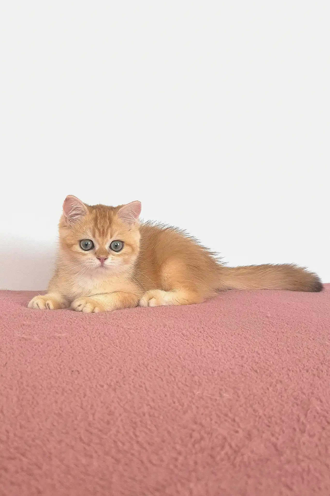 West | British Shorthair Kitten - Image 5