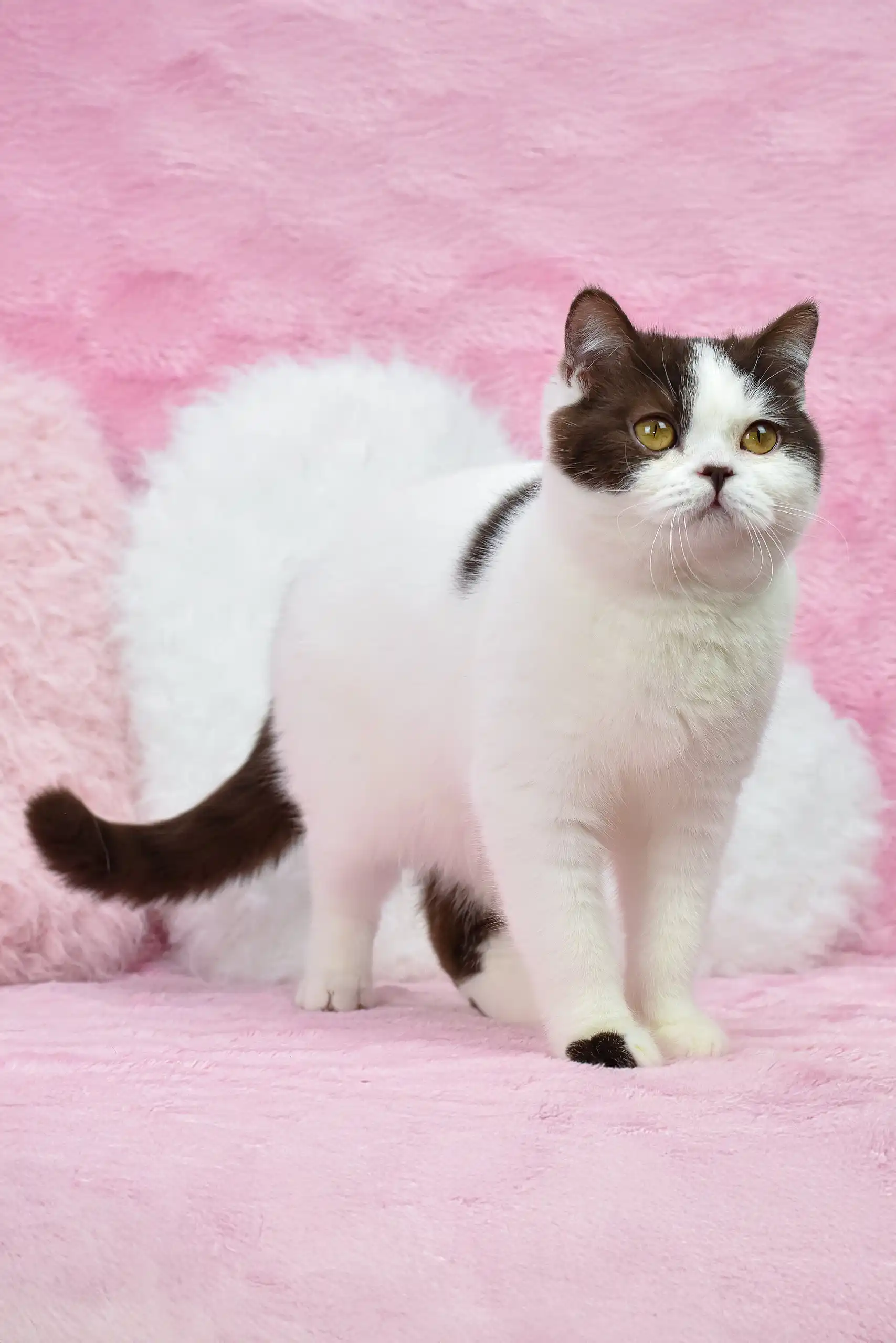 Whisker | British Shorthair Kitten - Image 2