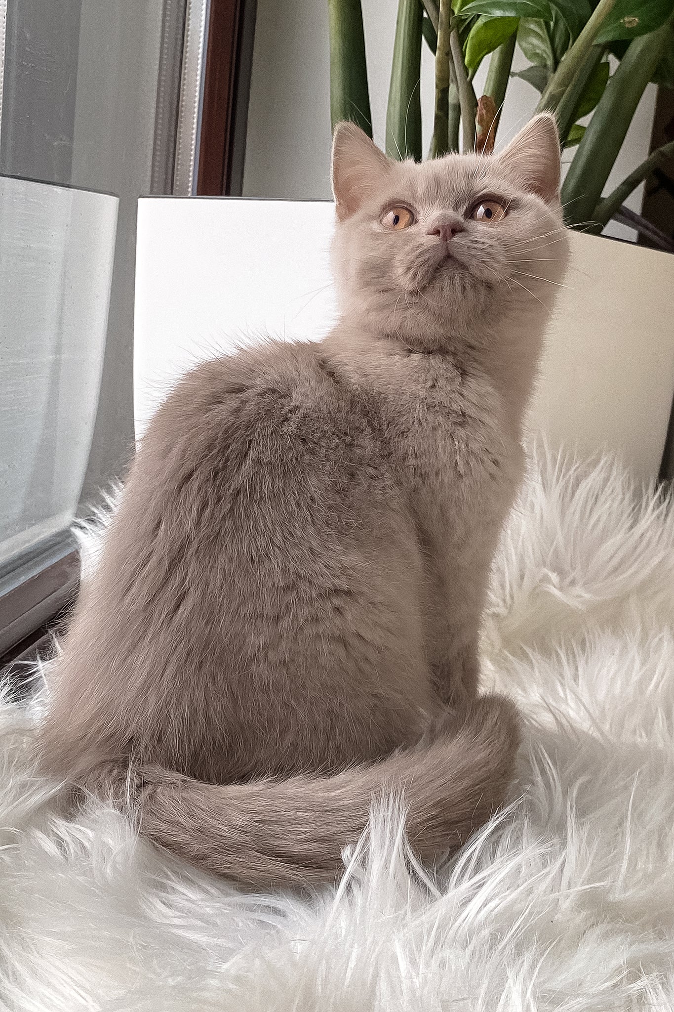 Wiski | British Shorthair Kitten - Image 6