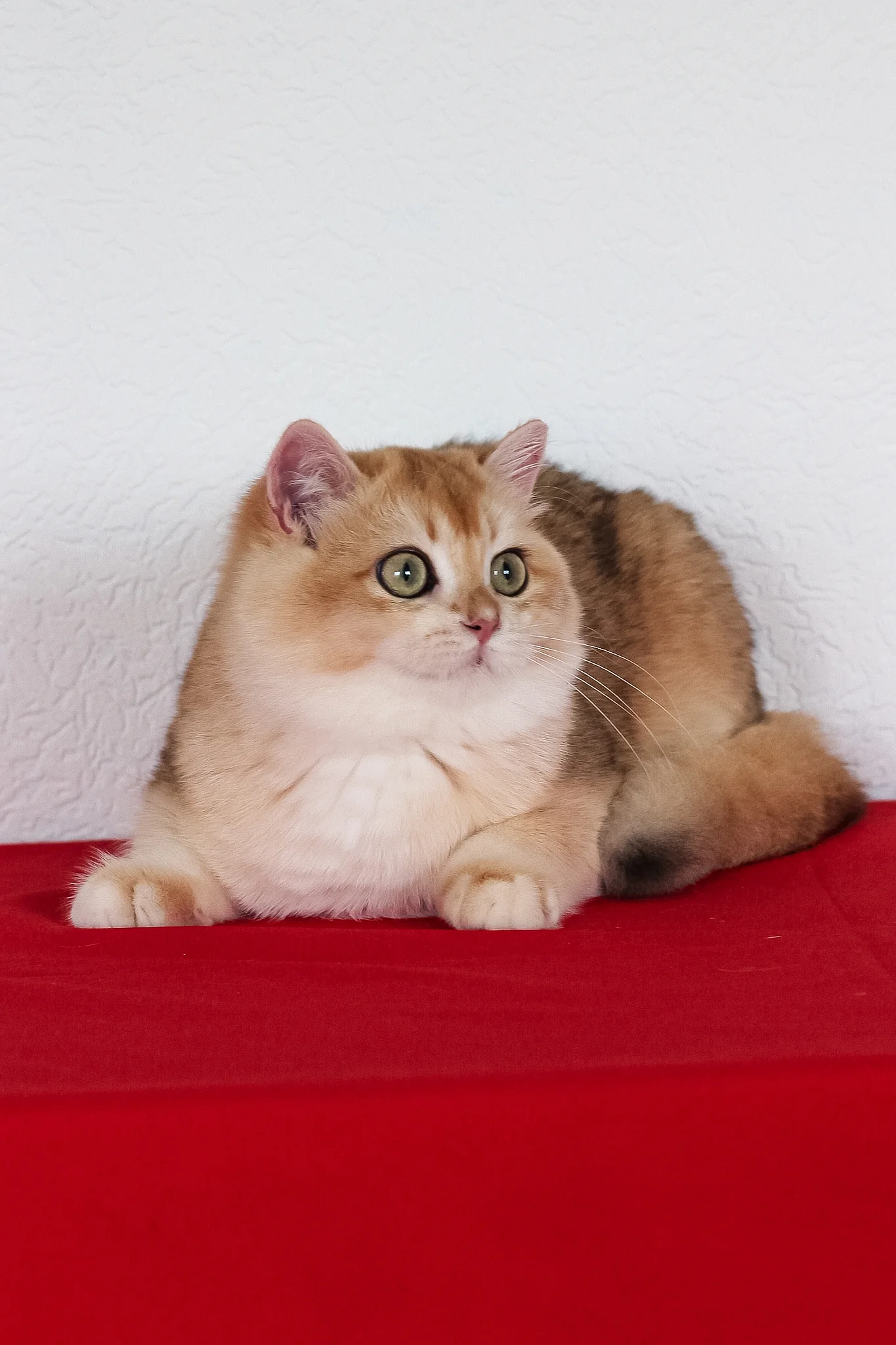 Xahar | British Shorthair Kitten - Image 9