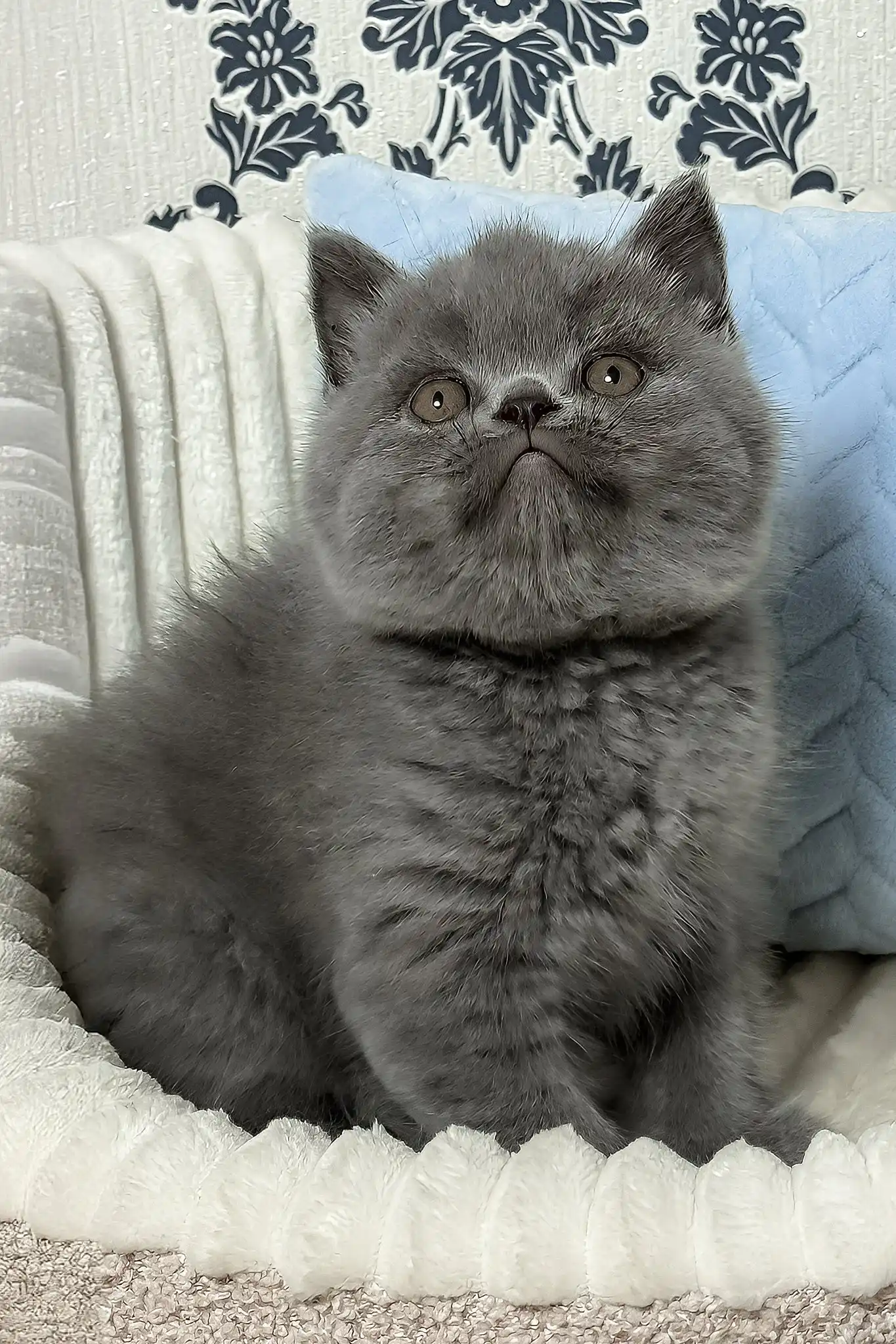 Xander | British Shorthair Kitten - Image 2