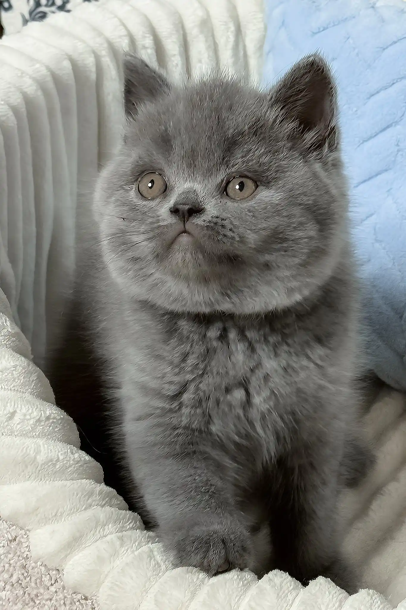 Xander | British Shorthair Kitten - Image 4