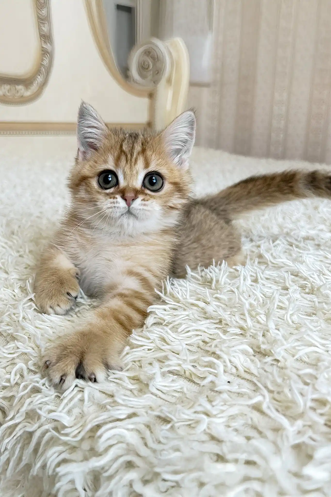 Xirus | British Shorthair Kitten - Image 2
