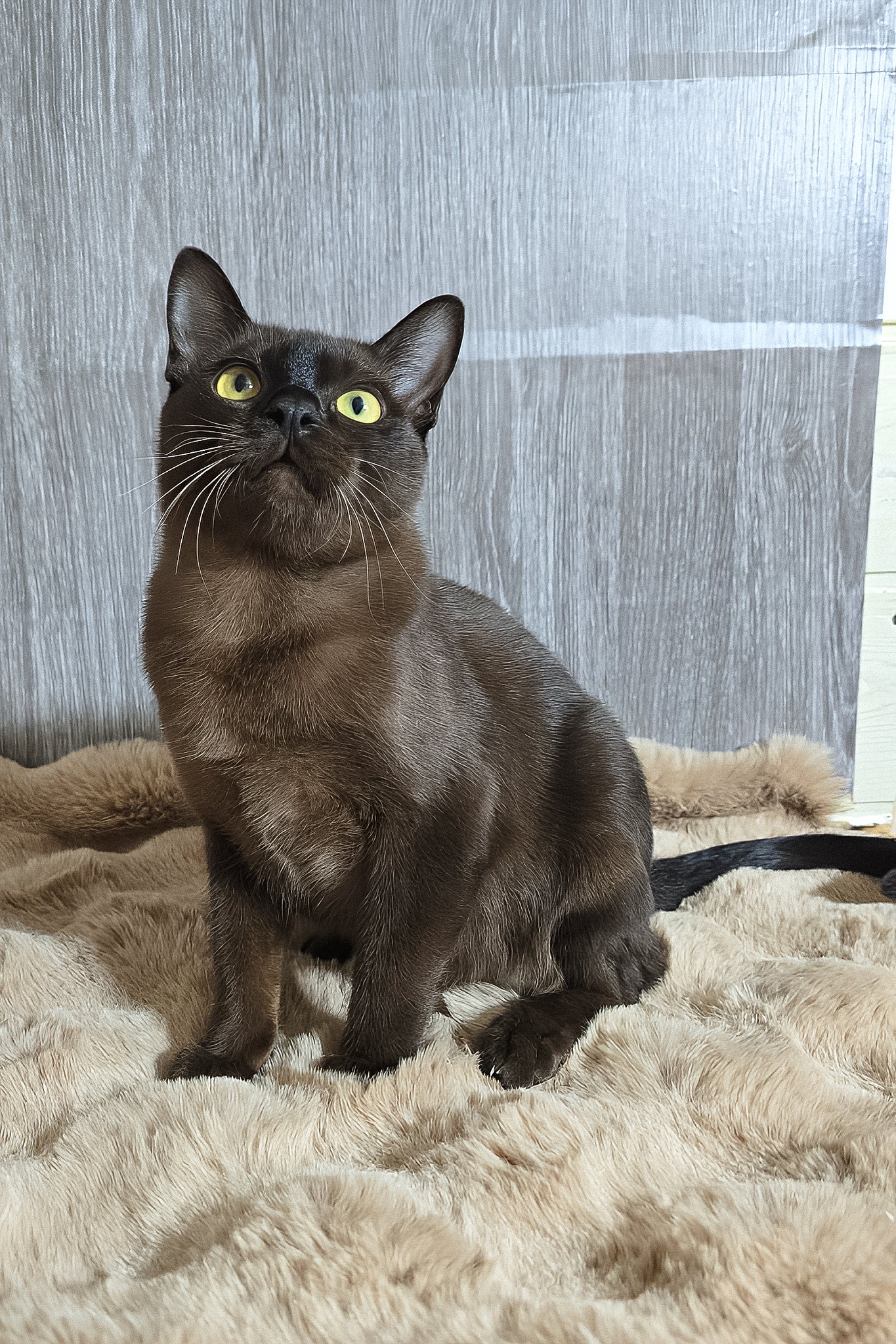 Odysseus | Burmese Kitten - Image 2