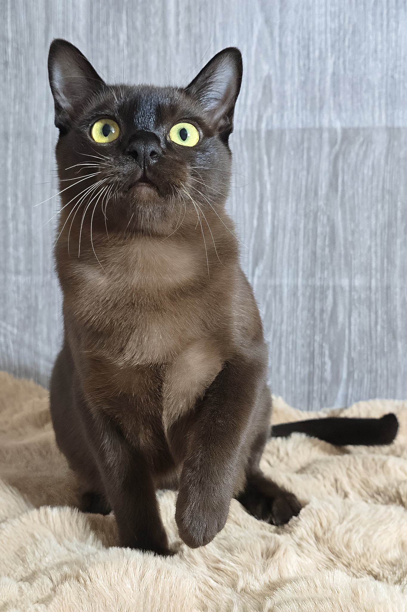 Odysseus | Burmese Kitten - Image 3