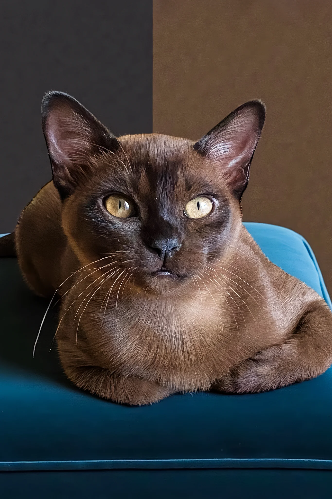Osman | Burmese Kitten - Image 7