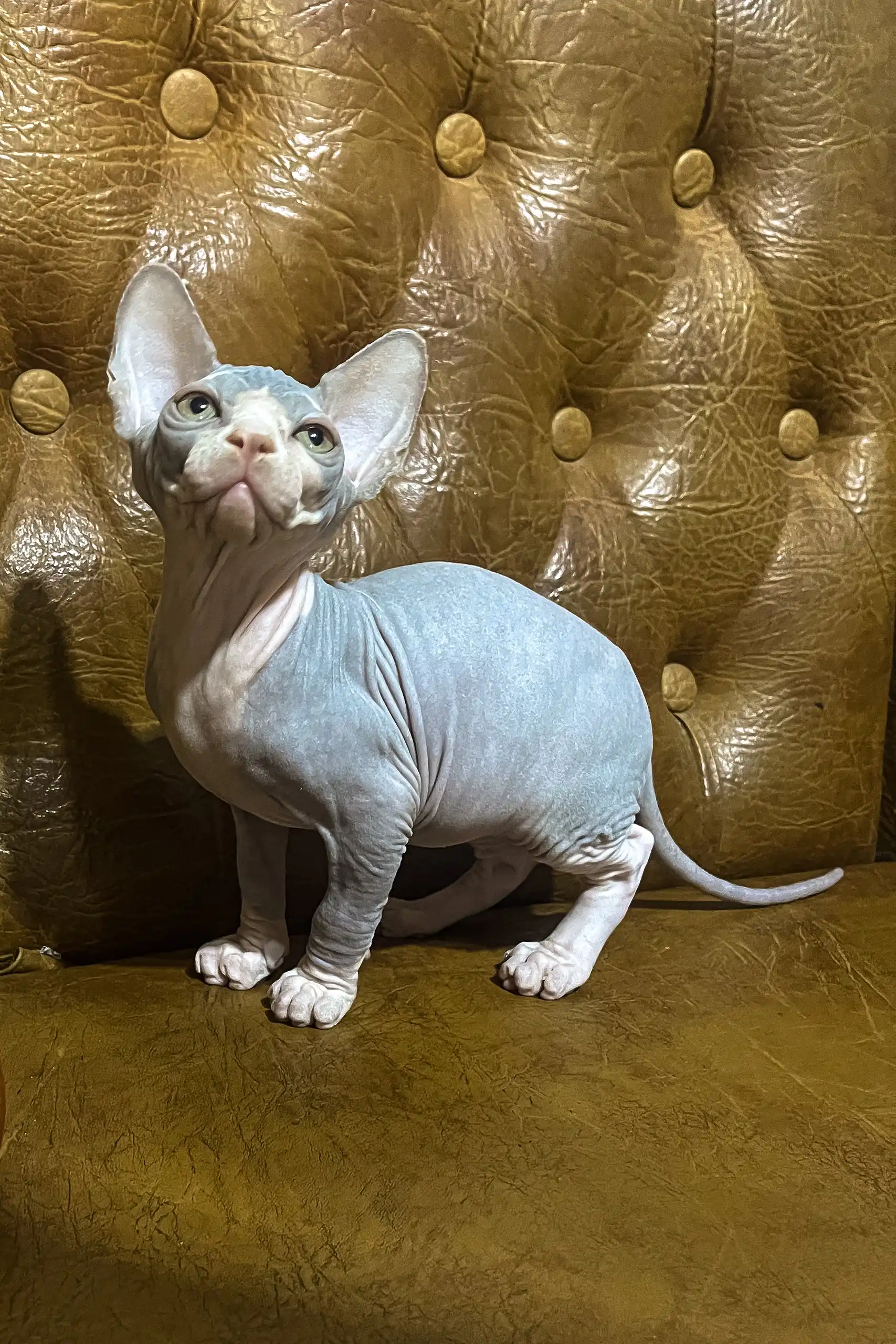 Angel | Canadian Sphynx Kitten - Image 2