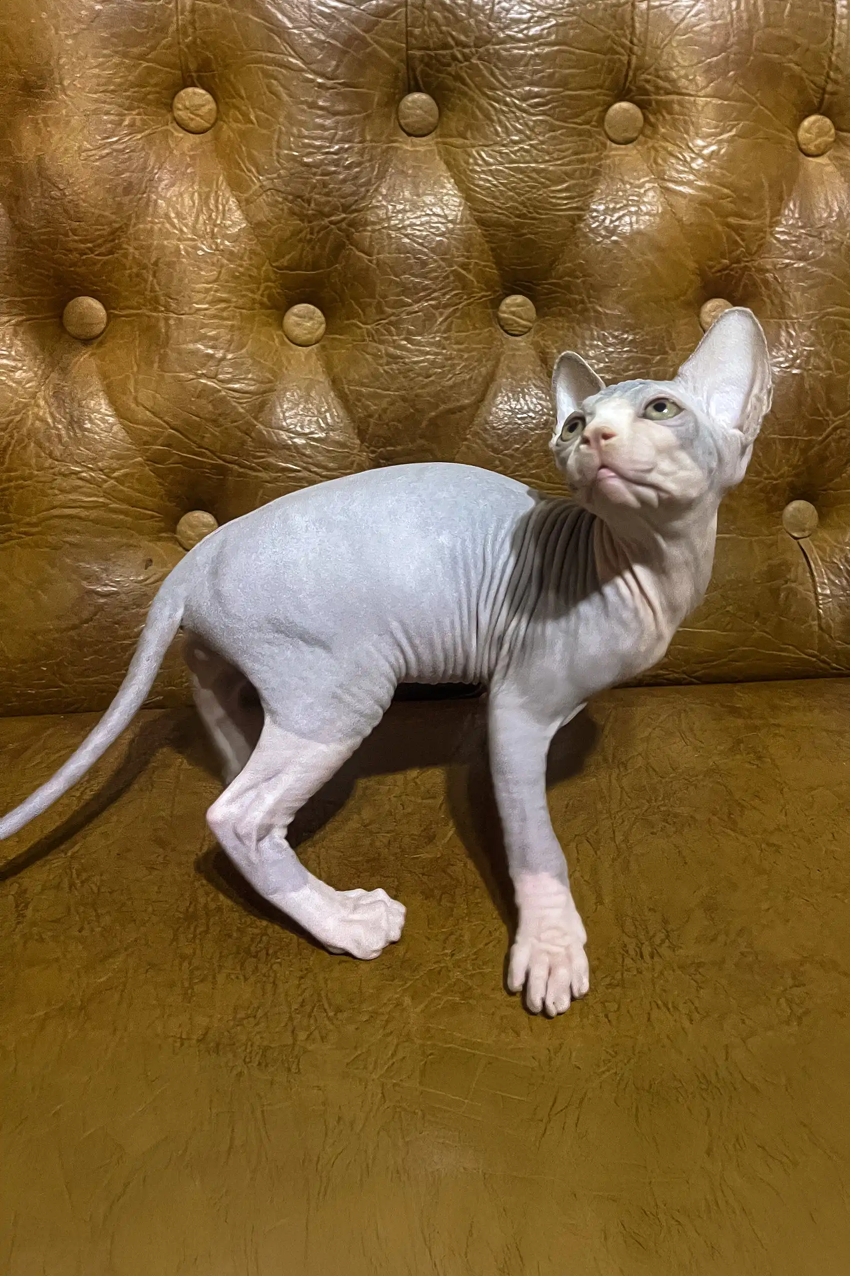Angel | Canadian Sphynx Kitten - Image 6