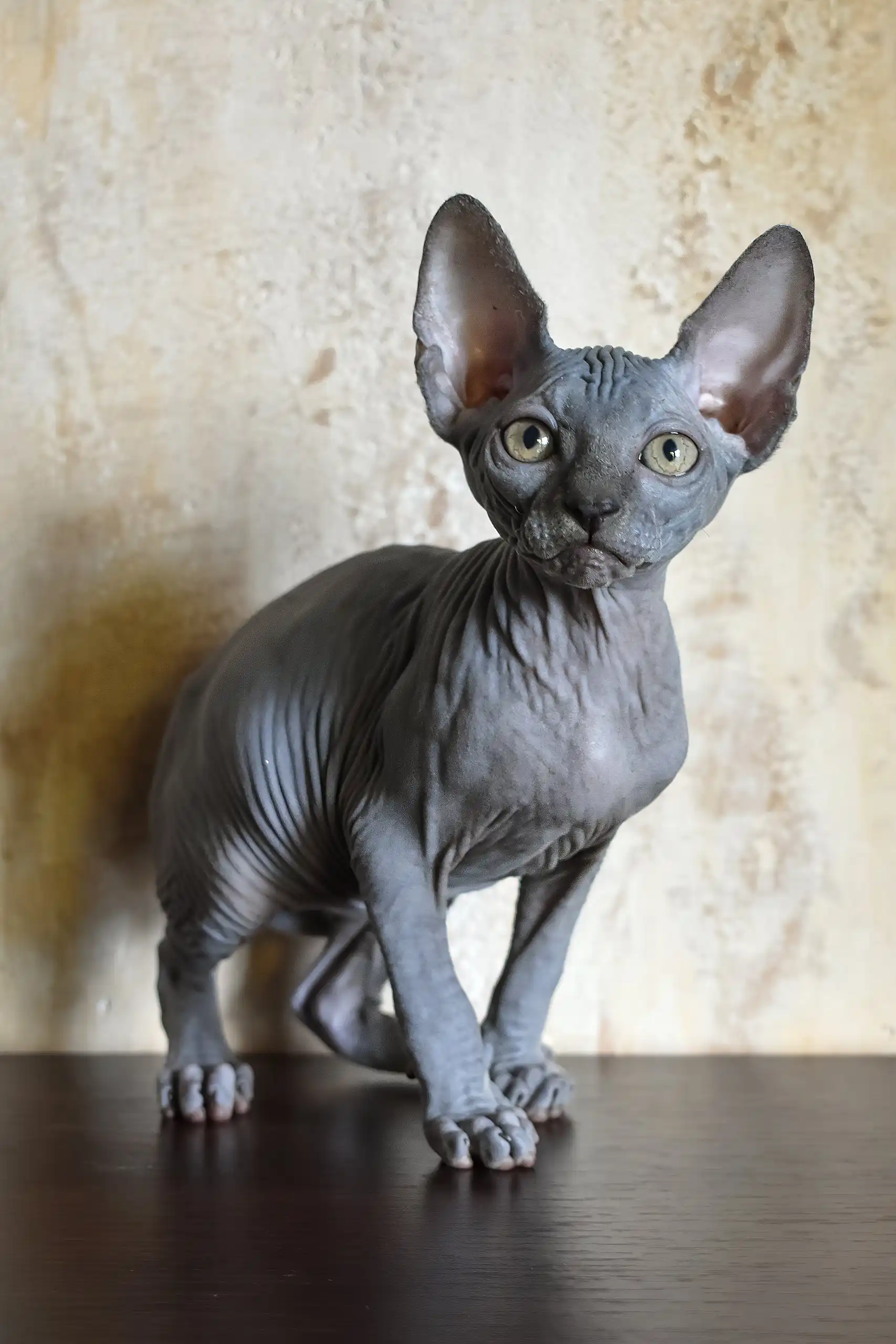 Apollon | Canadian Sphynx Kitten - Image 2
