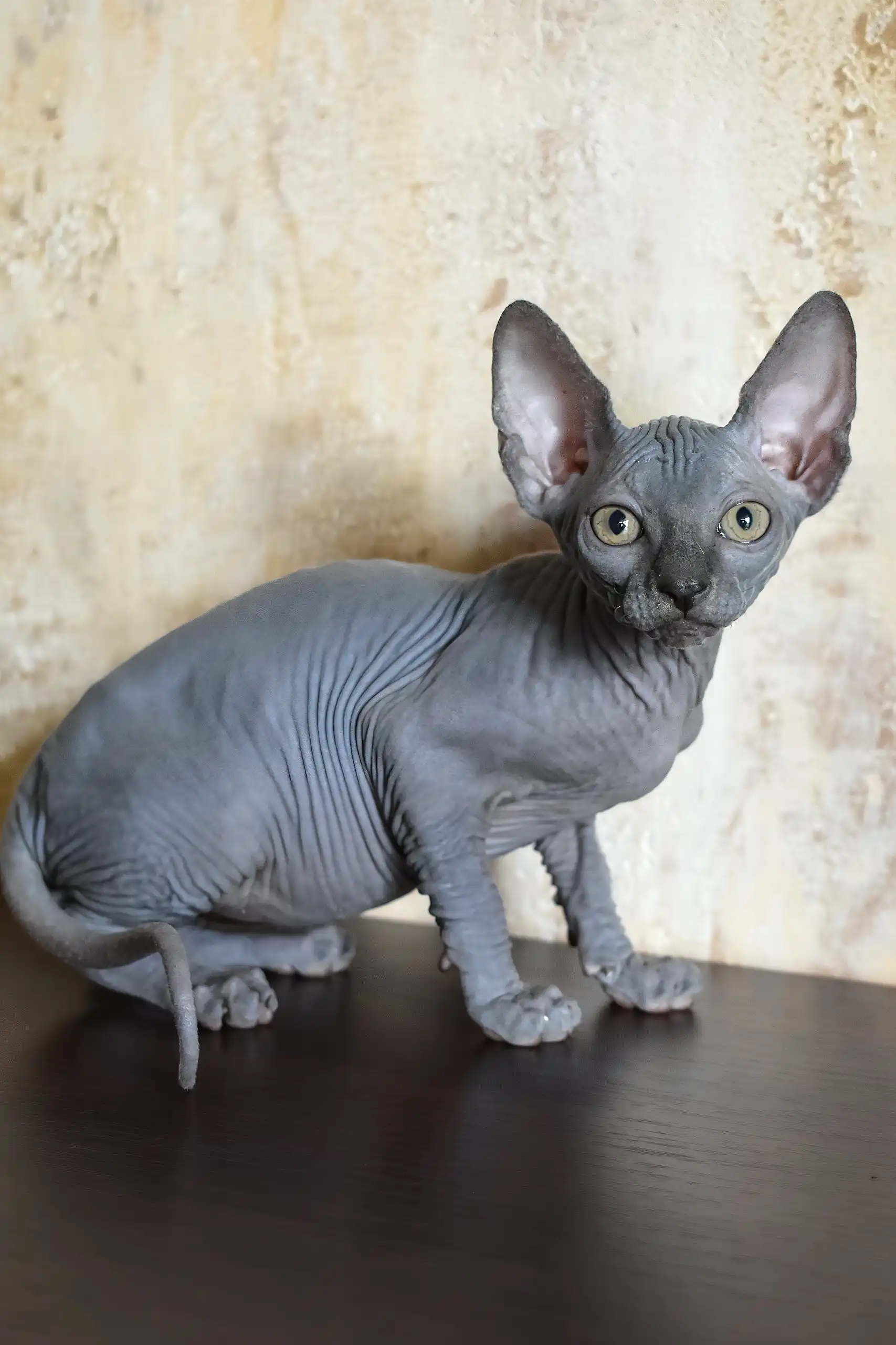 Apollon | Canadian Sphynx Kitten - Image 4