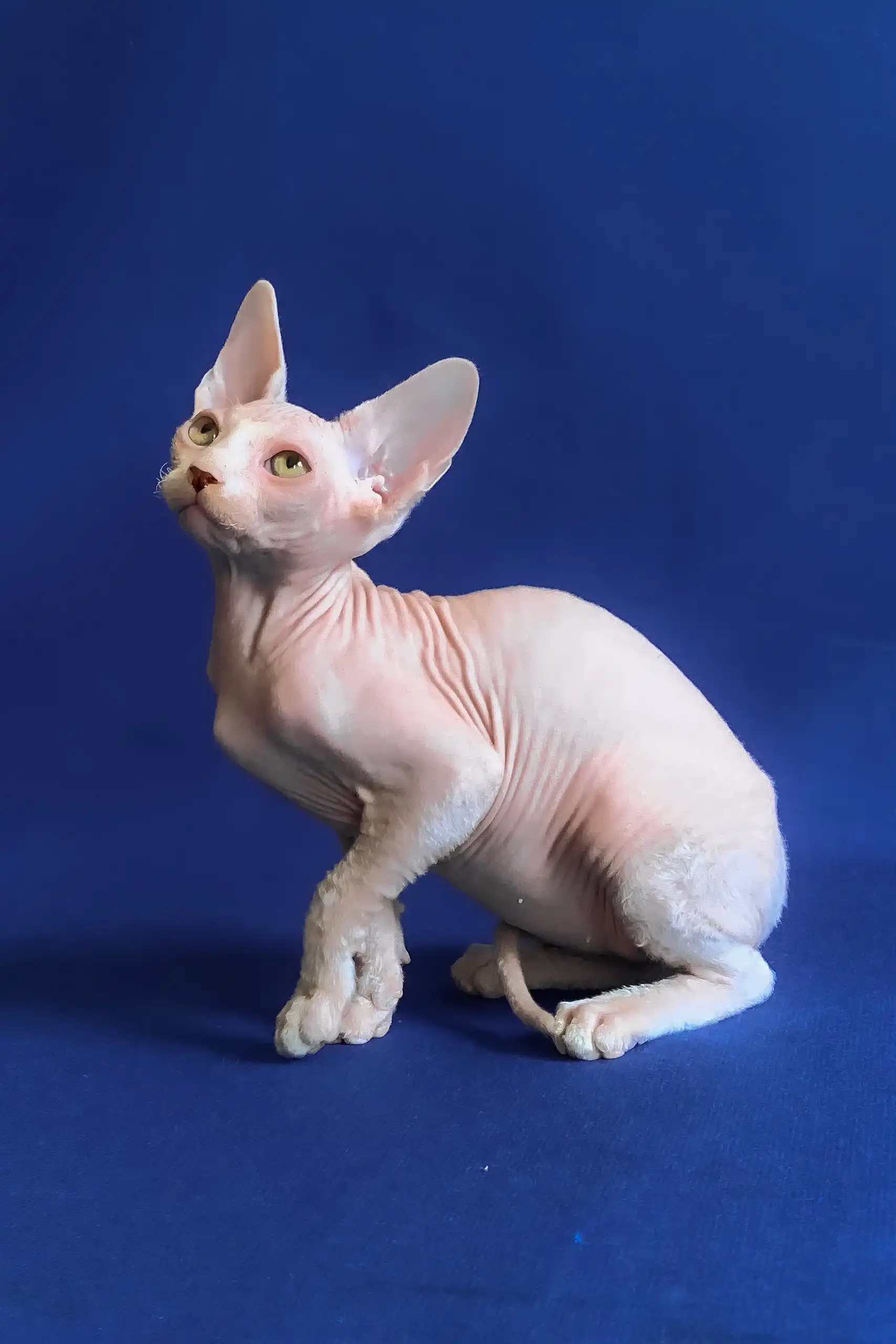 Aron | Canadian Sphynx Kitten - Image 5