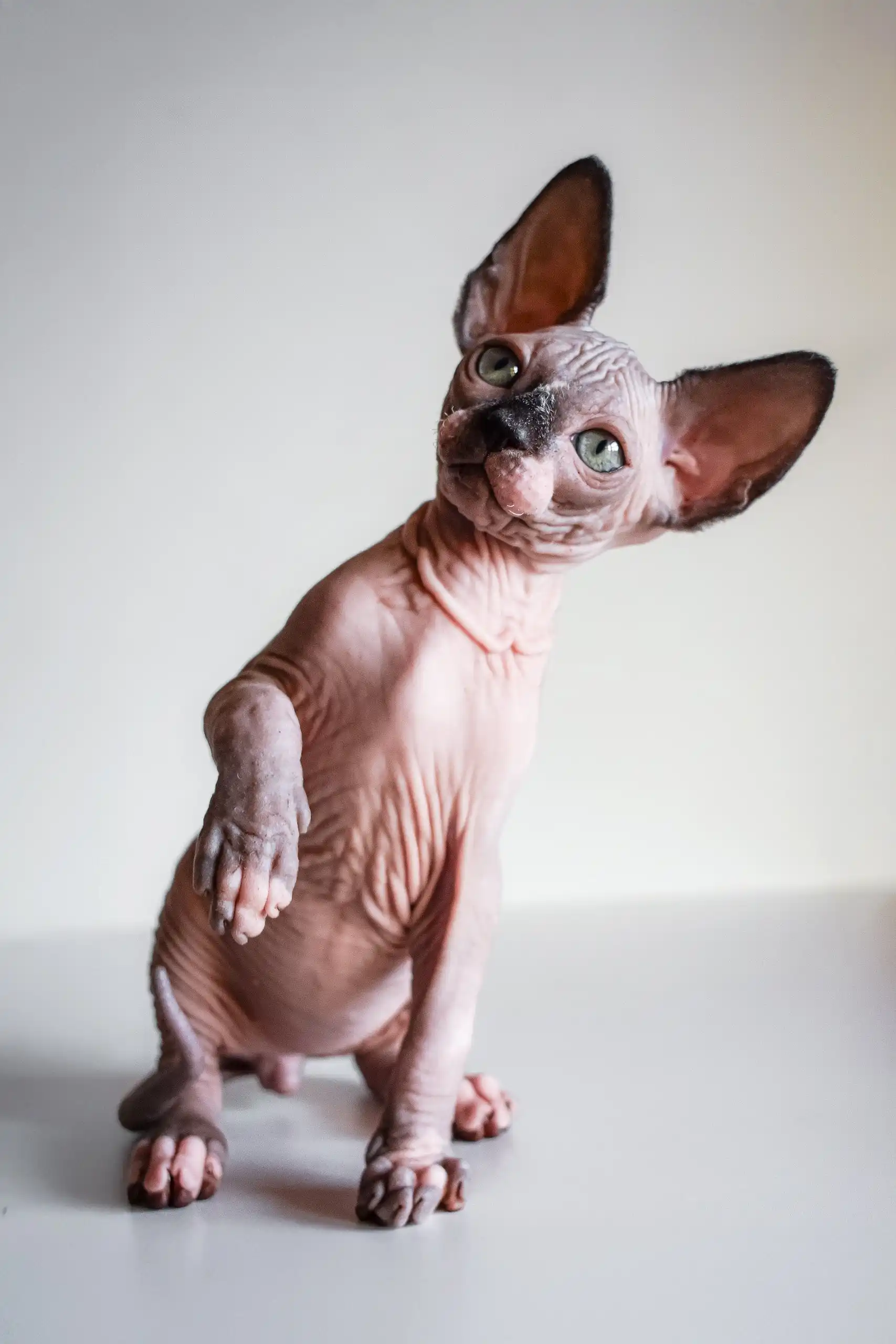 Awen | Canadian Sphynx Kitten - Image 3