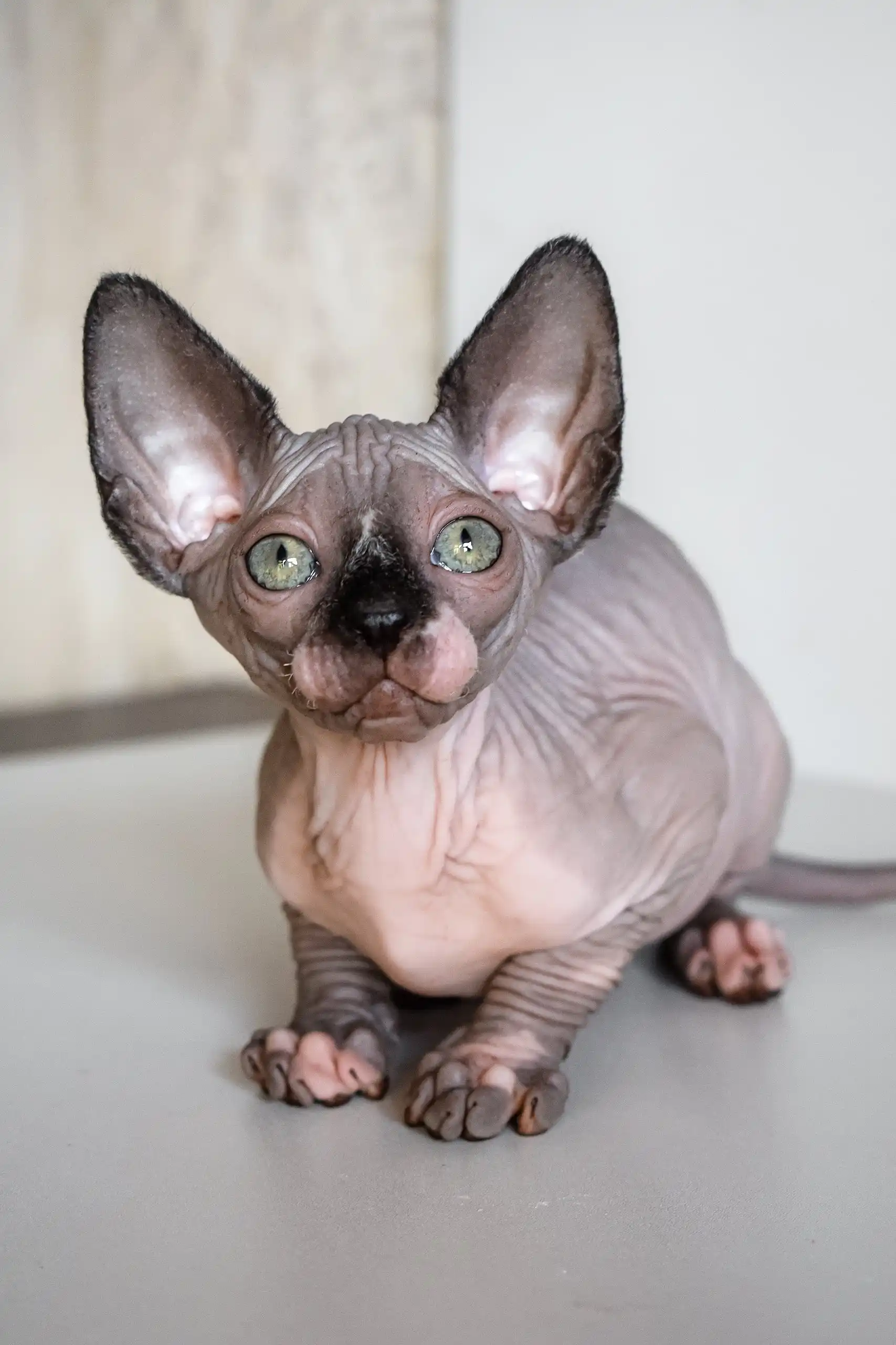 Awen | Canadian Sphynx Kitten - Image 5