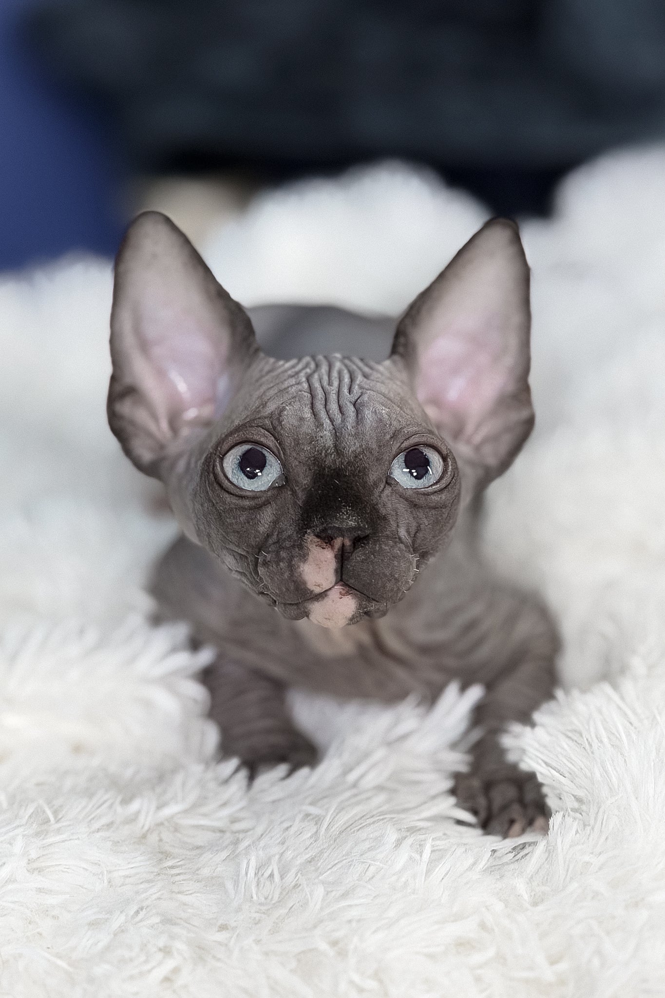 Benito | Canadian Sphynx Kitten - Image 3