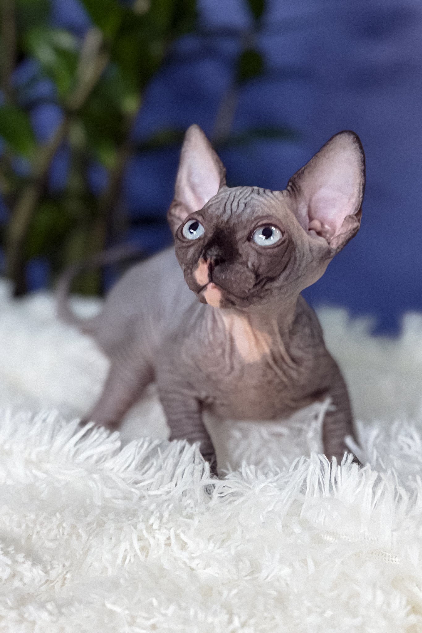 Benito | Canadian Sphynx Kitten - Image 4