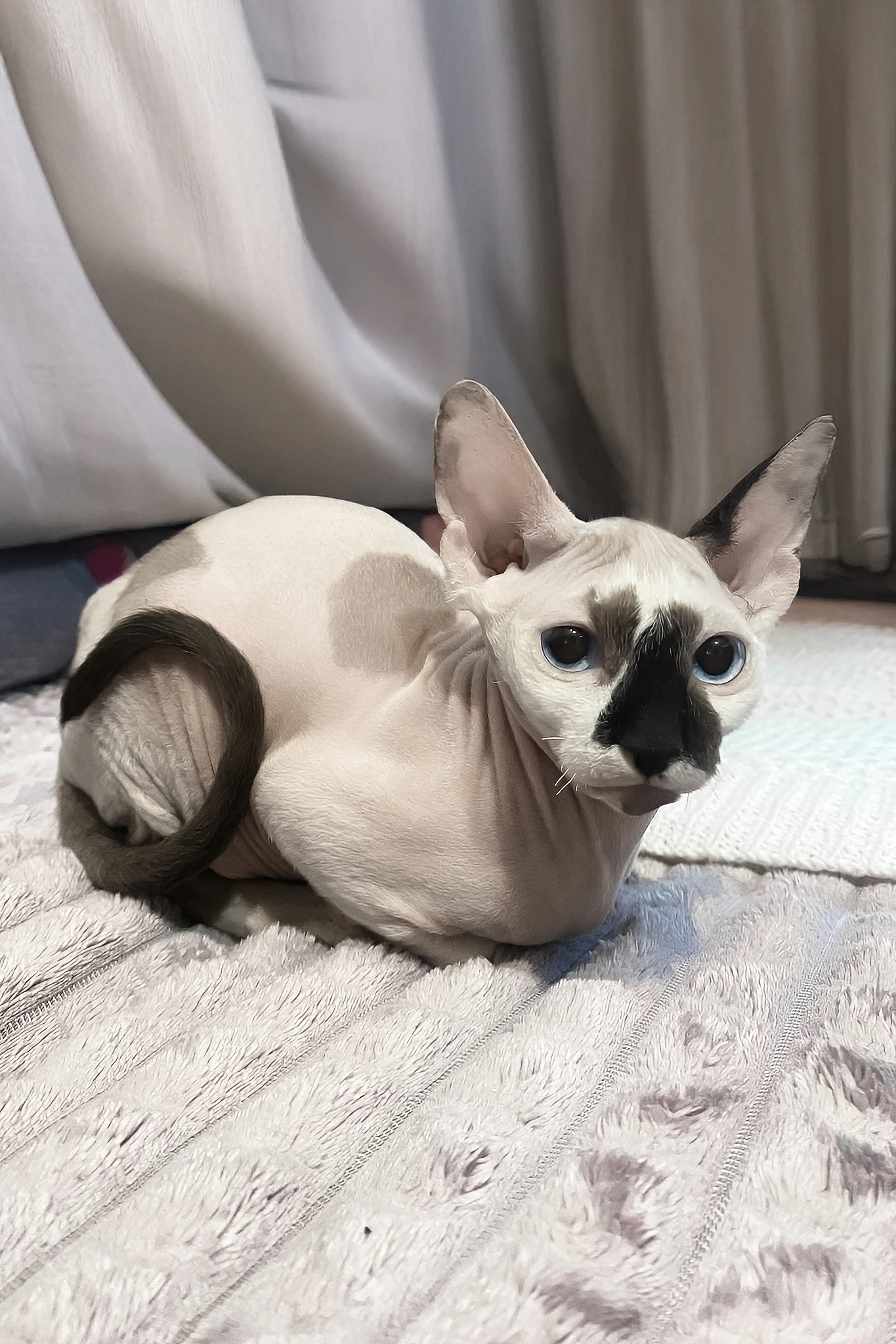 Christopher | Canadian Sphynx Kitten - Image 3
