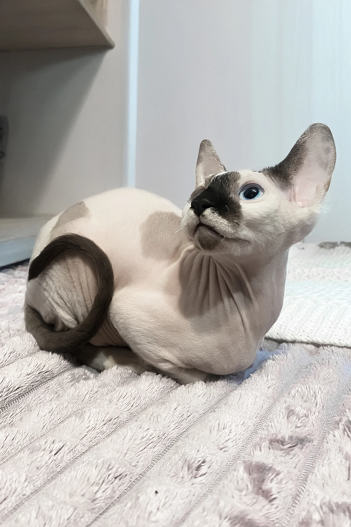 Christopher | Canadian Sphynx Kitten - Image 8
