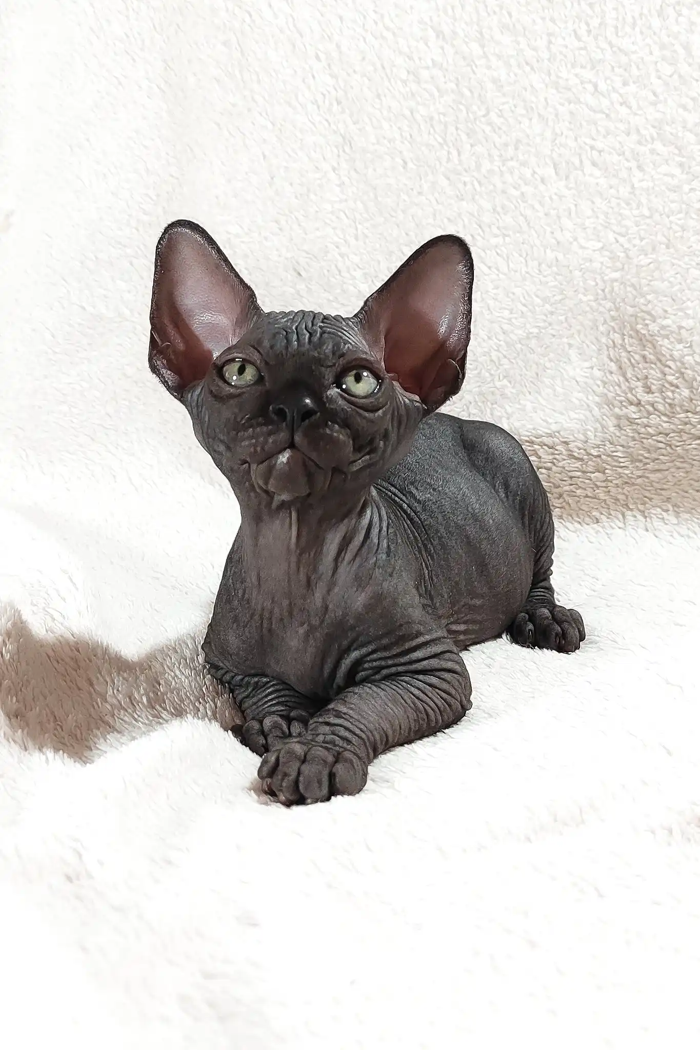 Deni | Canadian Sphynx Kitten - Image 5