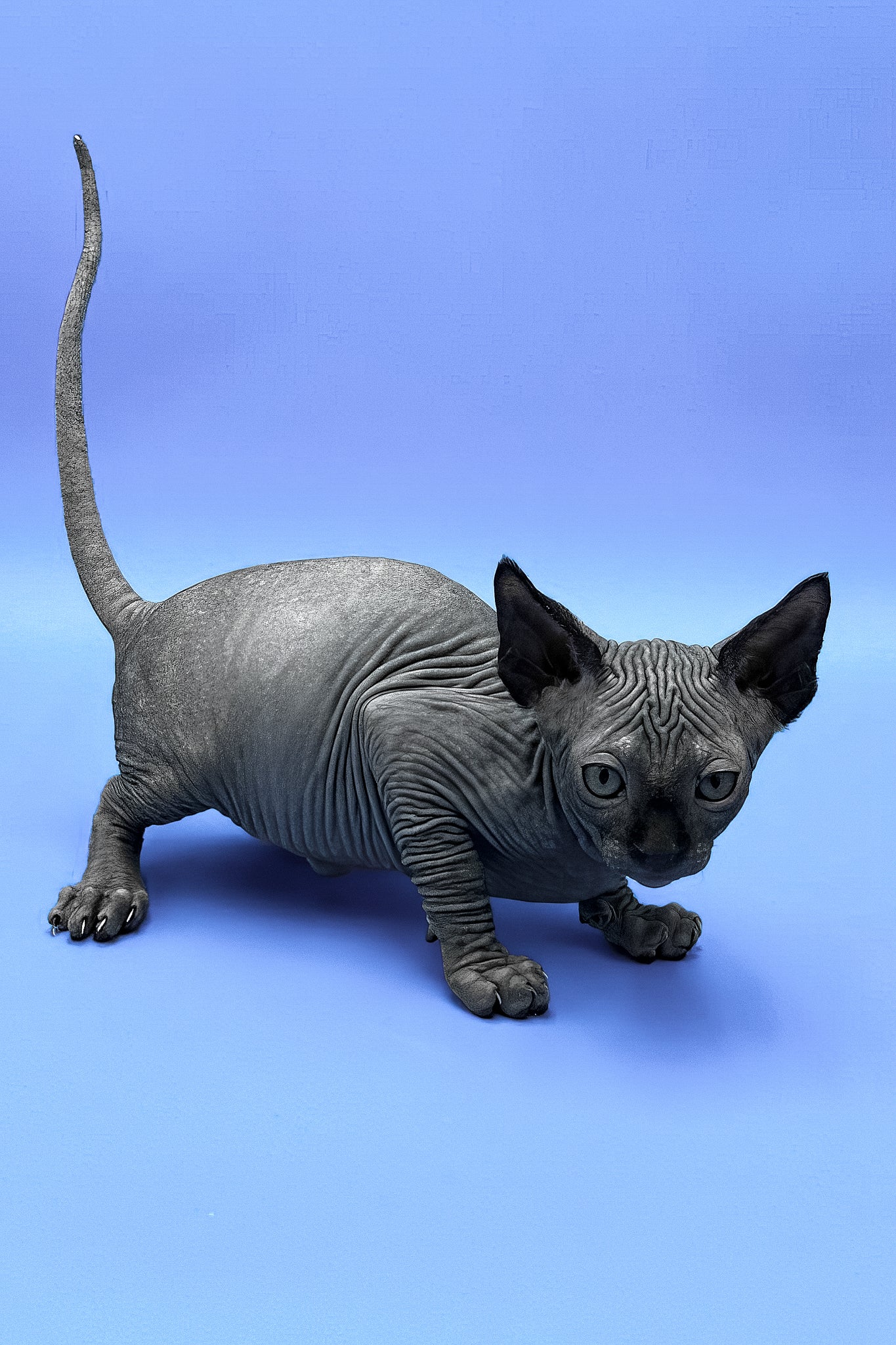 Denzel | Canadian Sphynx Kitten - Image 3
