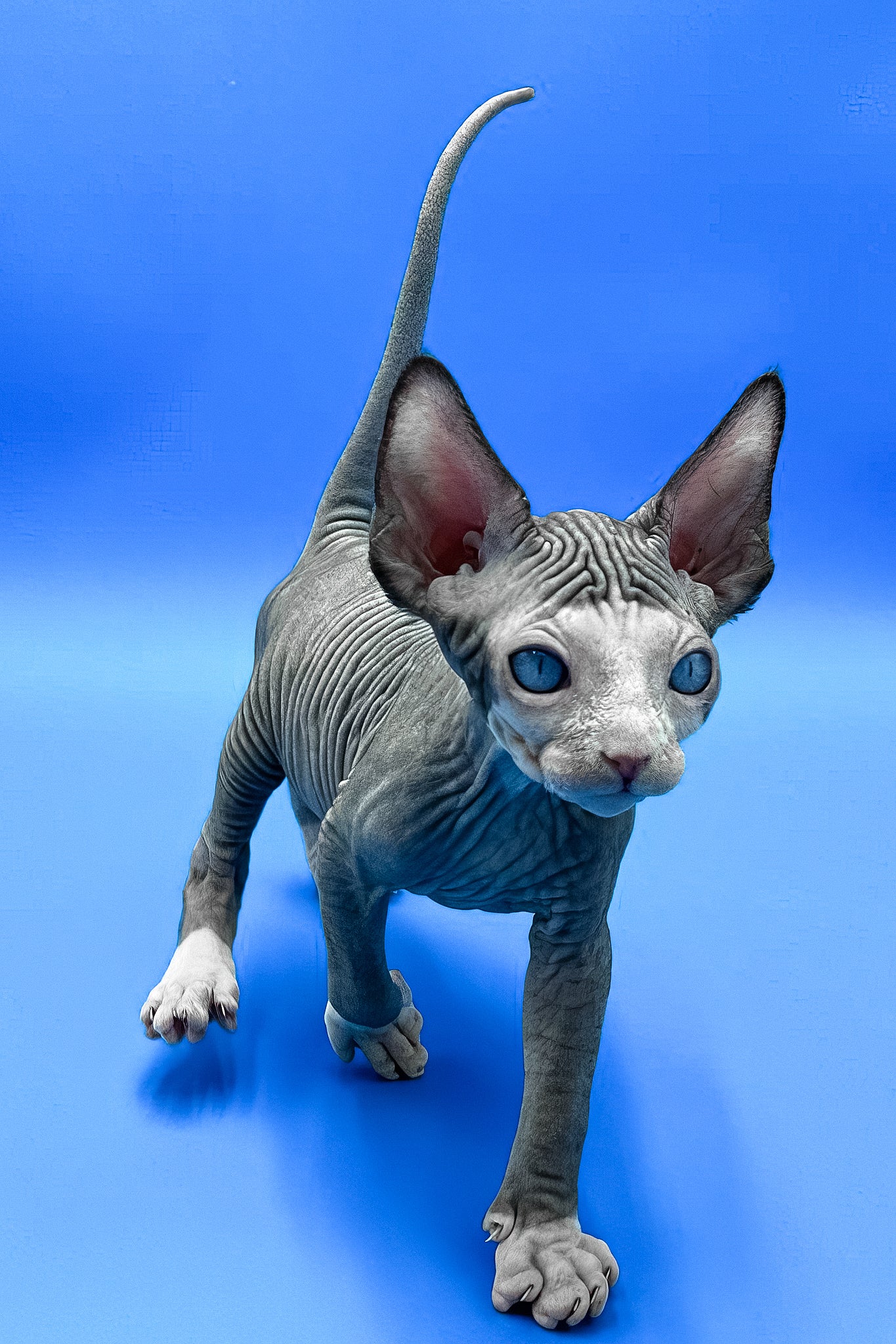 Gibson | Canadian Sphynx Kitten - Image 8