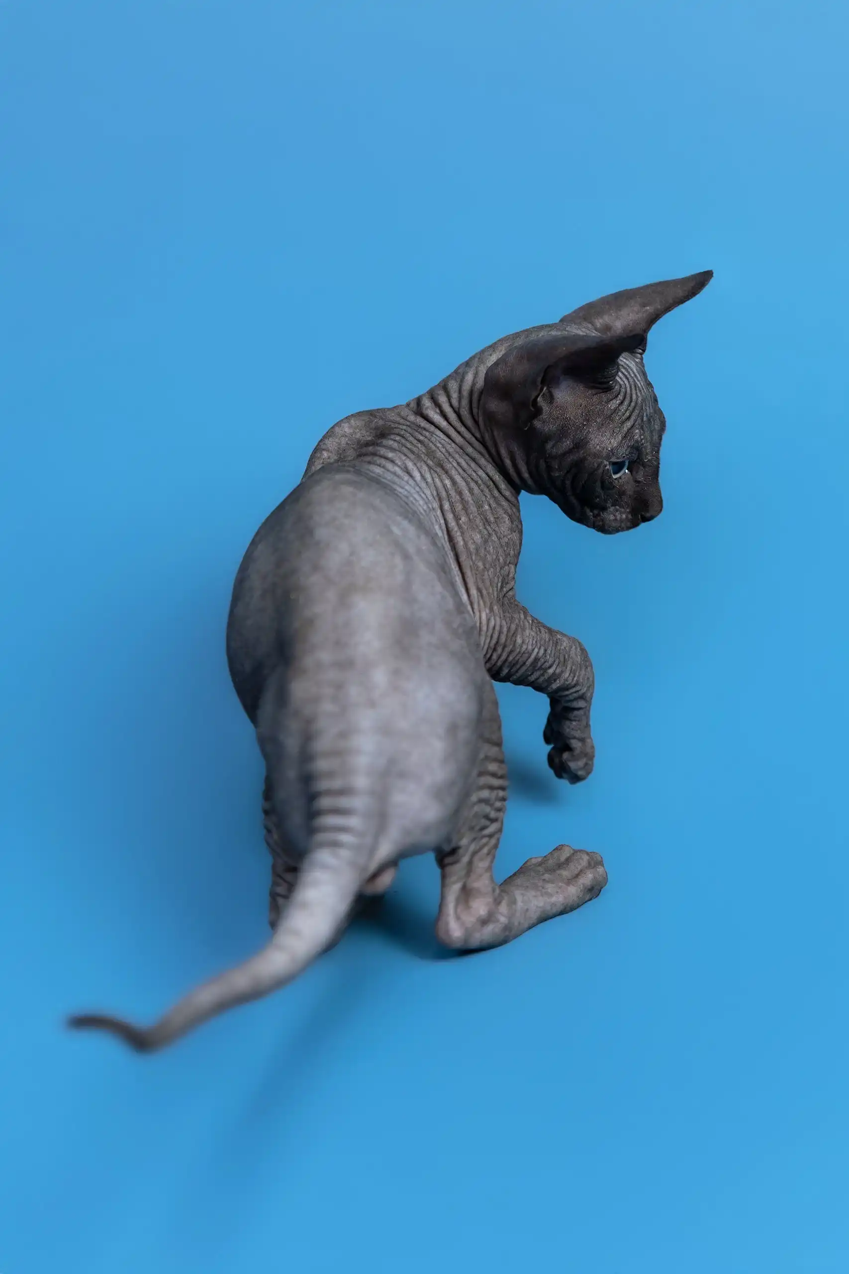 Graf | Canadian Sphynx Kitten - Image 13