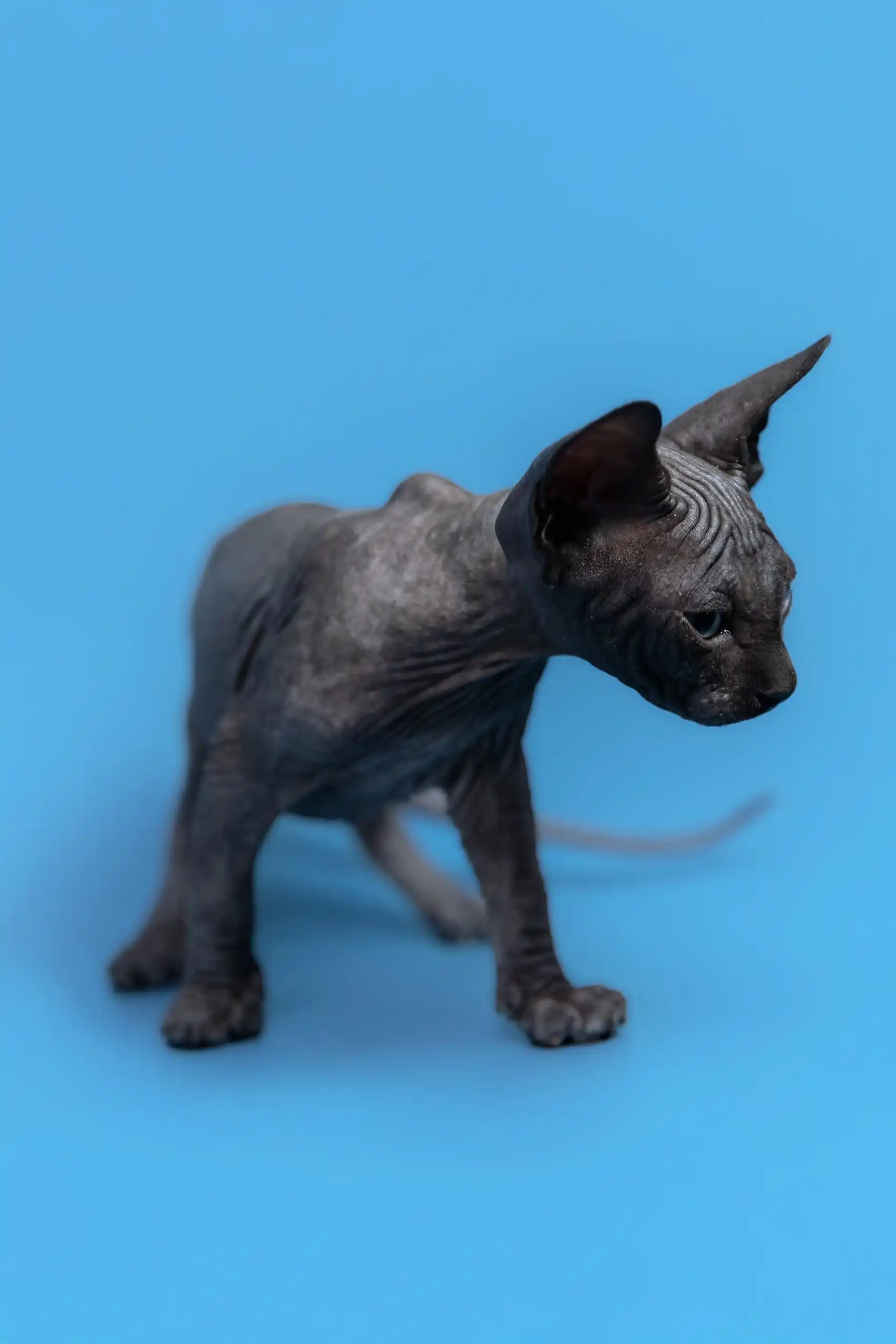 Graf | Canadian Sphynx Kitten - Image 3