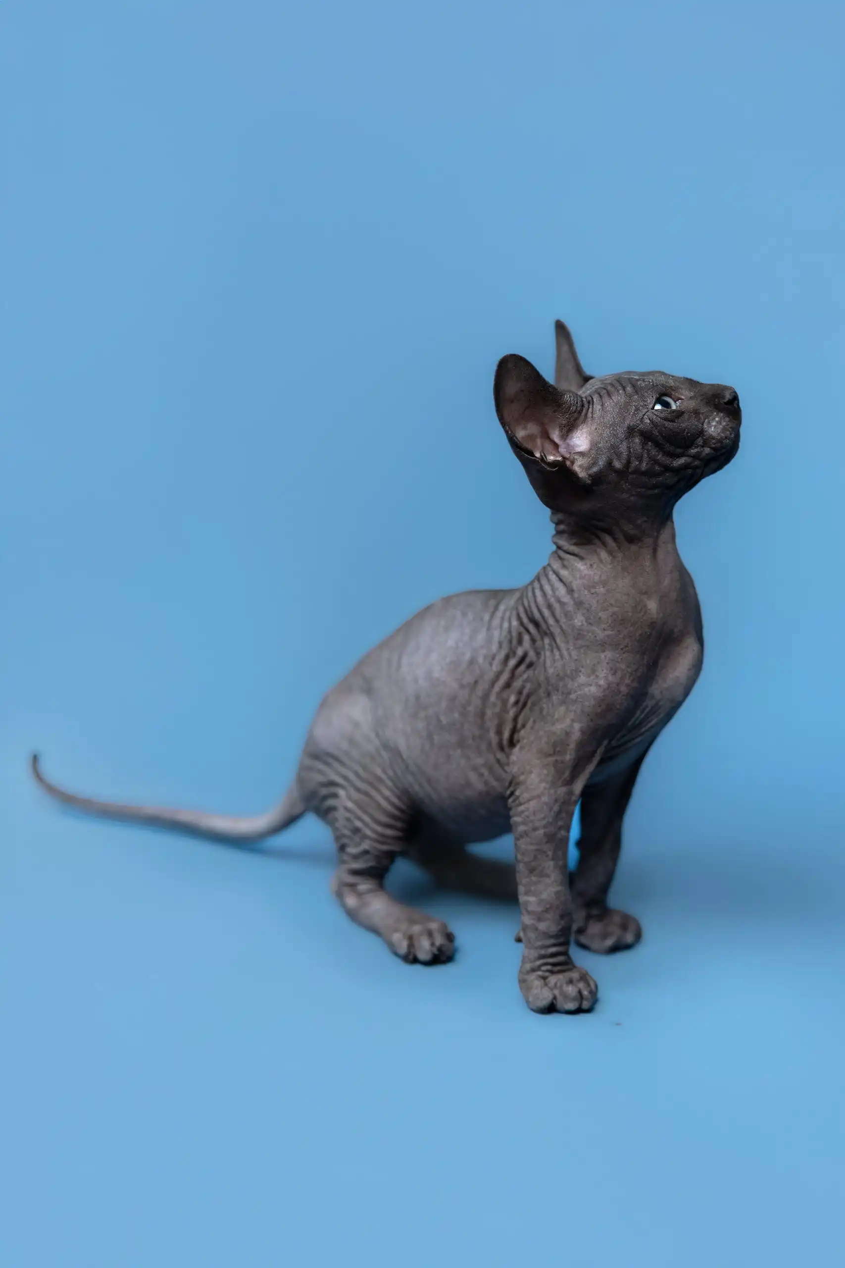 Graf | Canadian Sphynx Kitten - Image 4