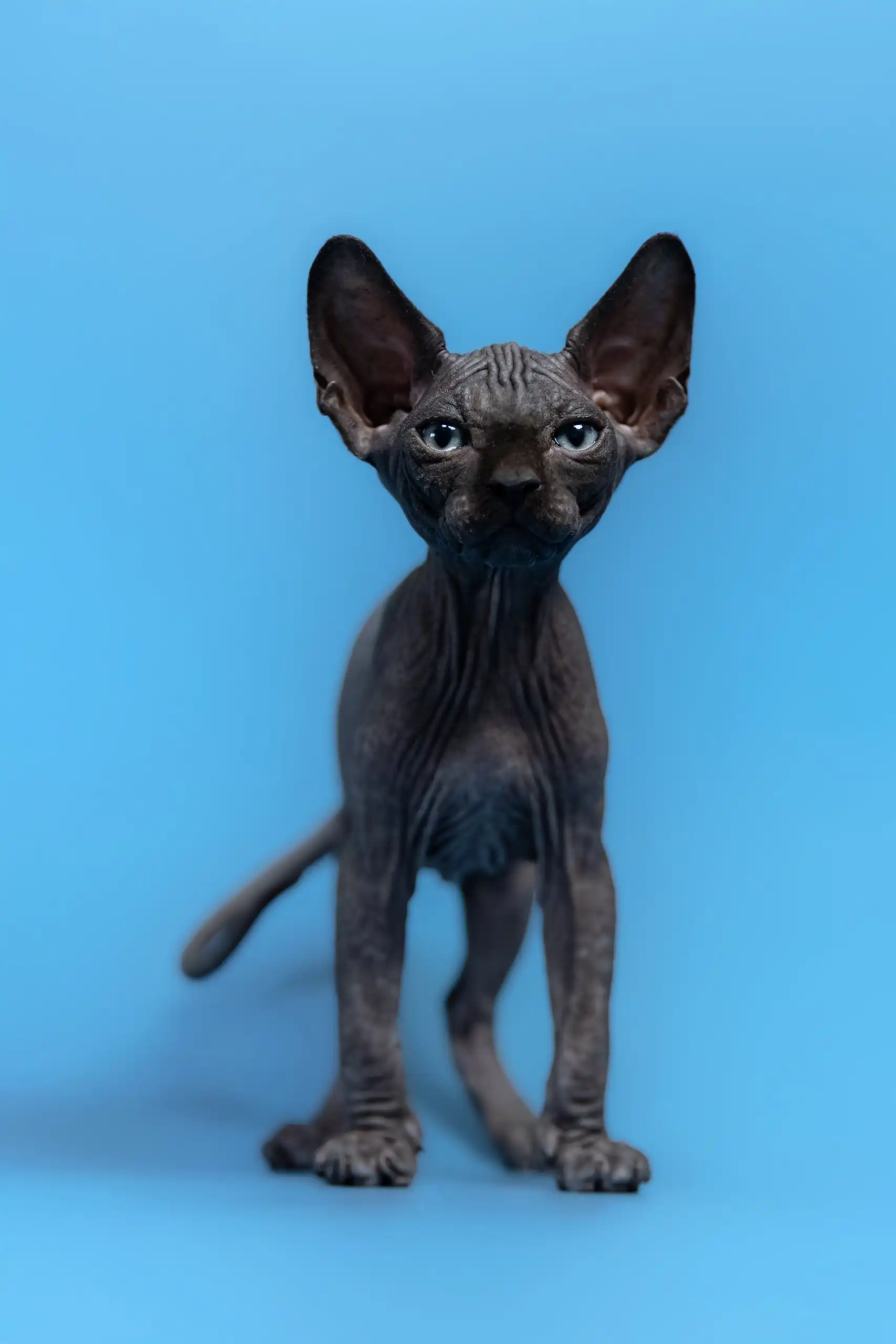 Graf | Canadian Sphynx Kitten - Image 5