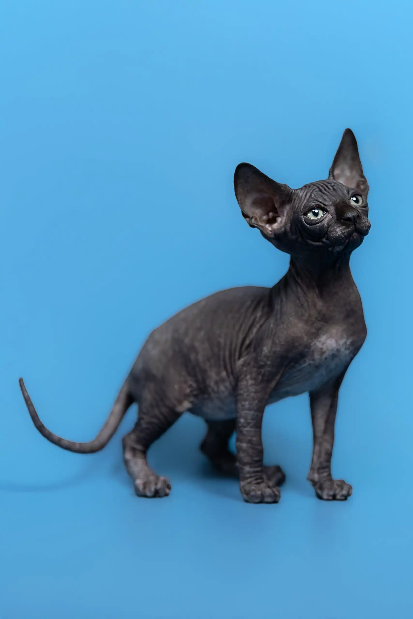 Gucci | Canadian Sphynx Kitten - Image 11