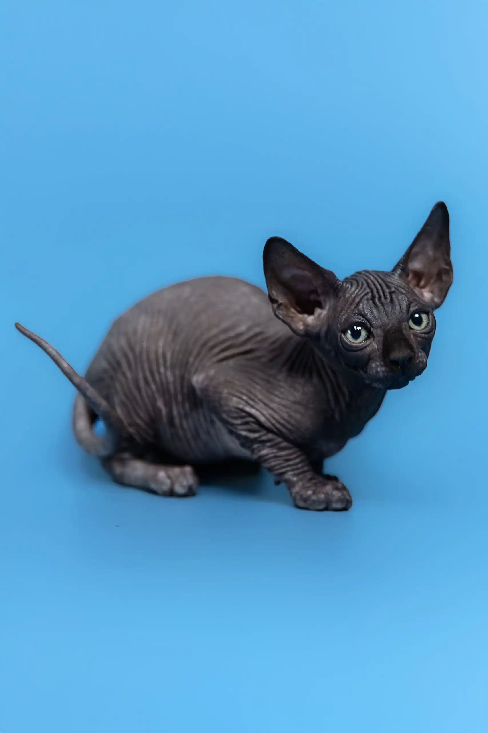 Gucci | Canadian Sphynx Kitten - Image 12