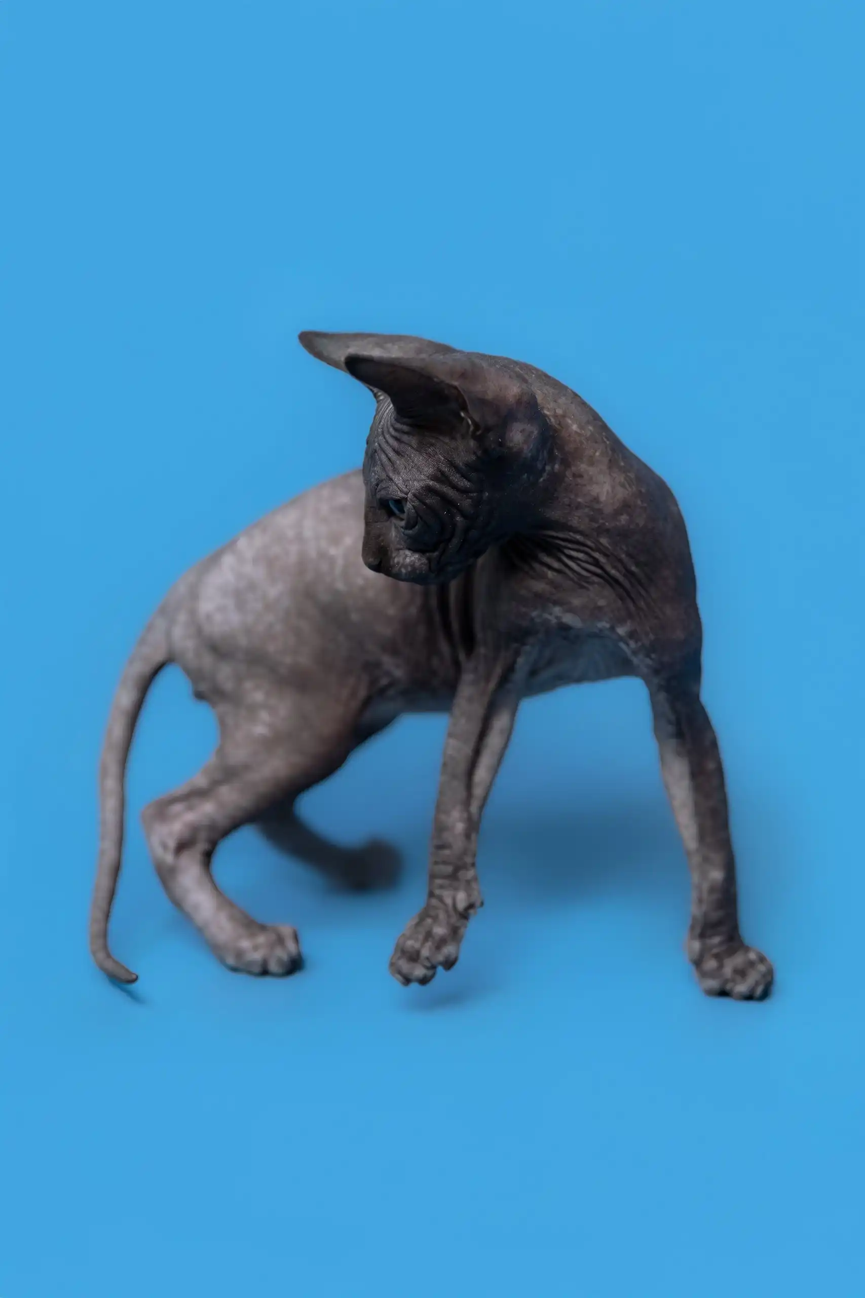 Gucci | Canadian Sphynx Kitten - Image 9
