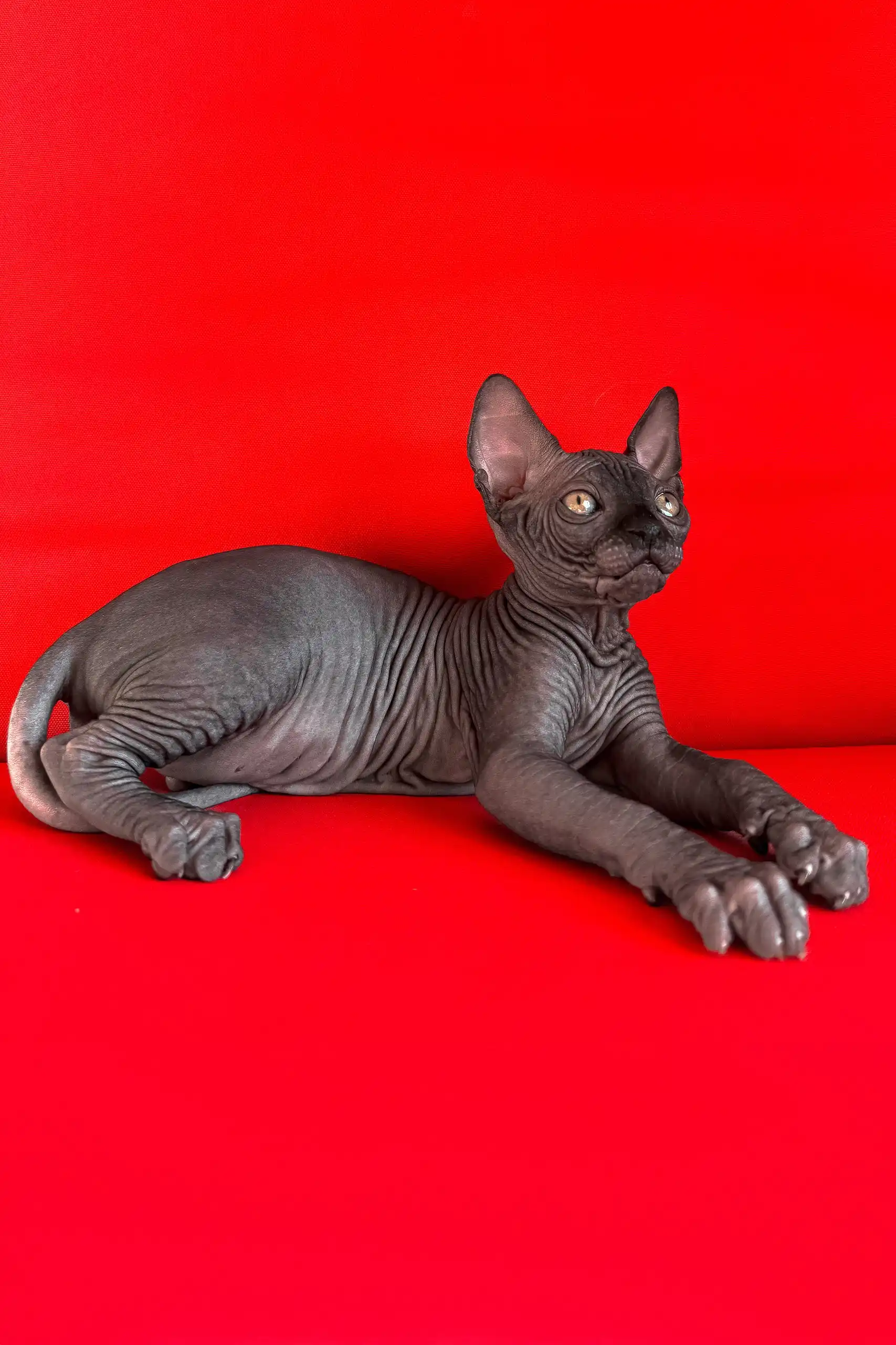 Imperial | Canadian Sphynx Kitten - Image 10