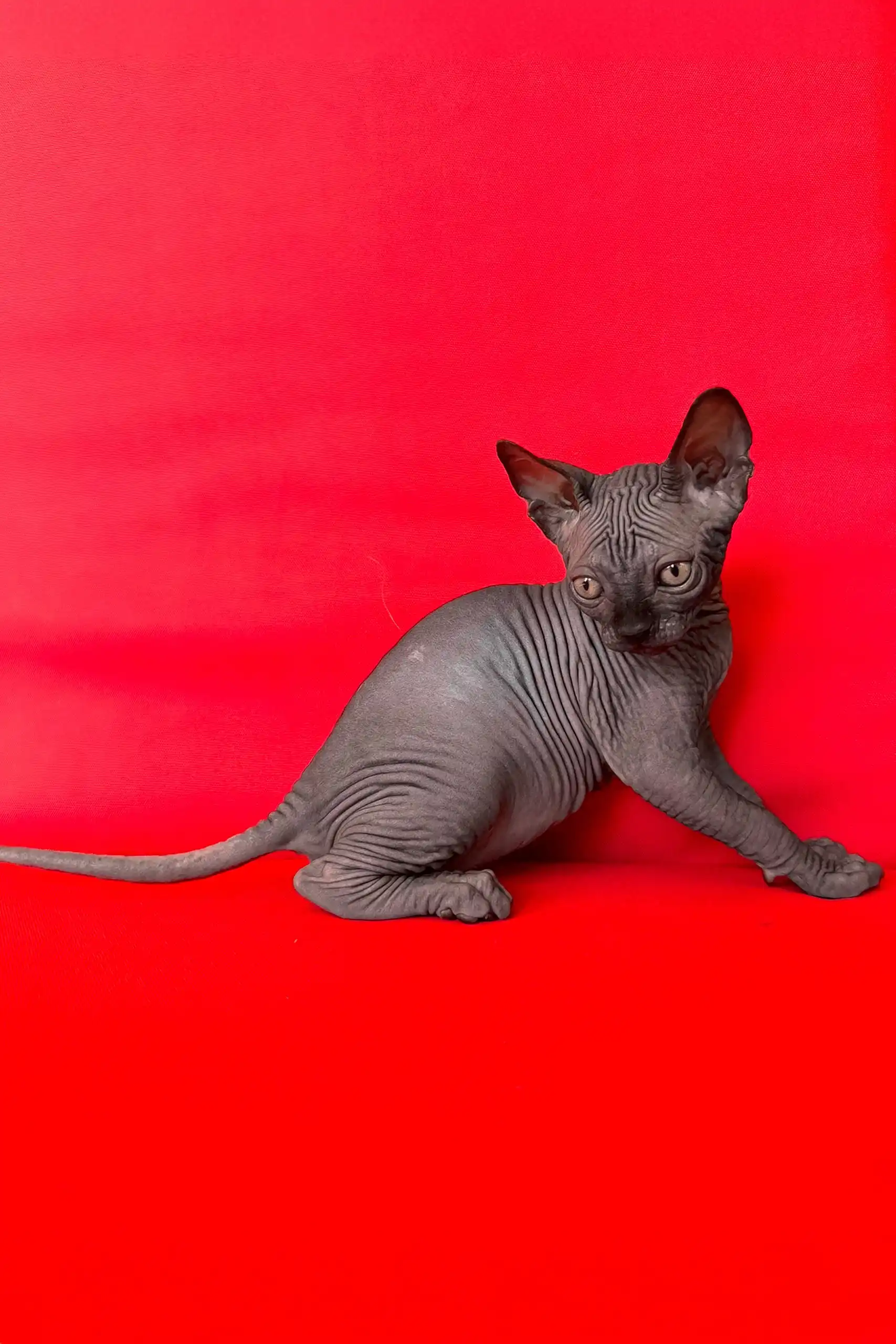Imperial | Canadian Sphynx Kitten - Image 3