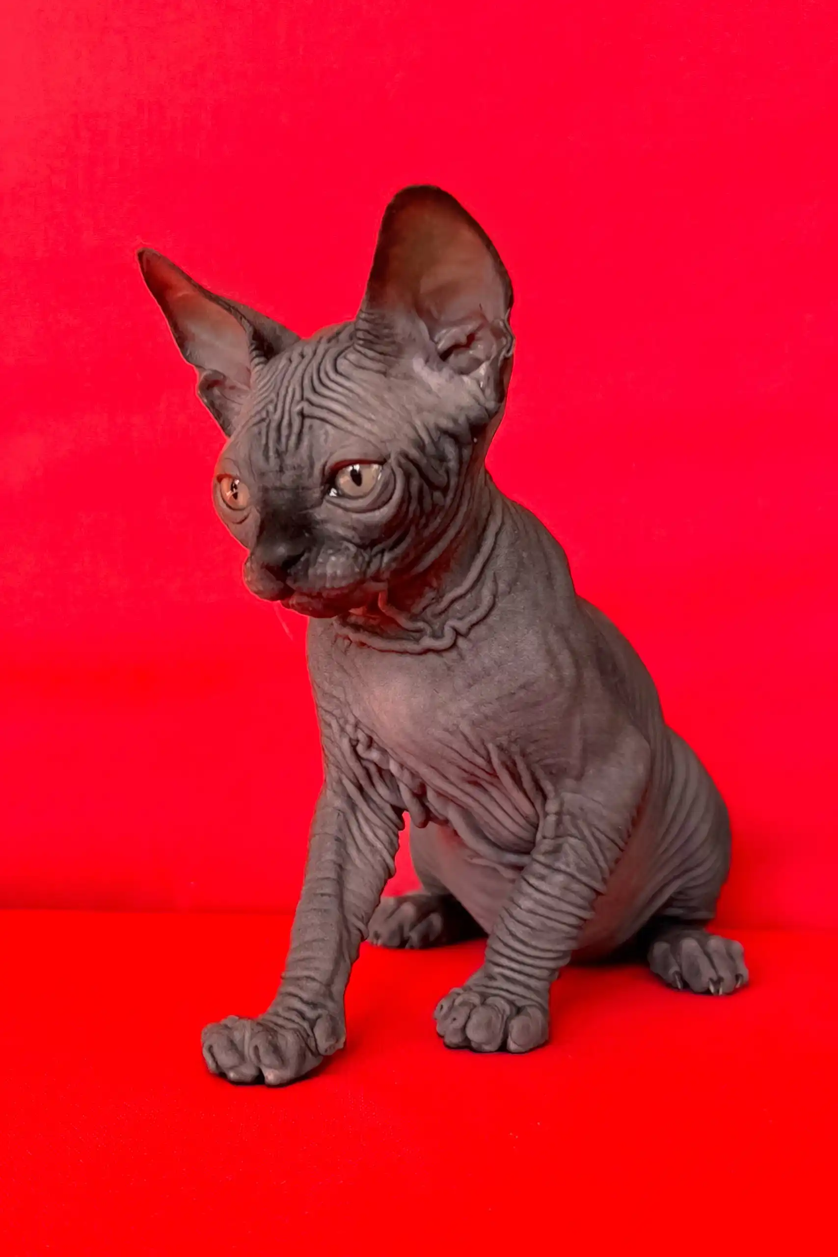 Imperial | Canadian Sphynx Kitten - Image 4