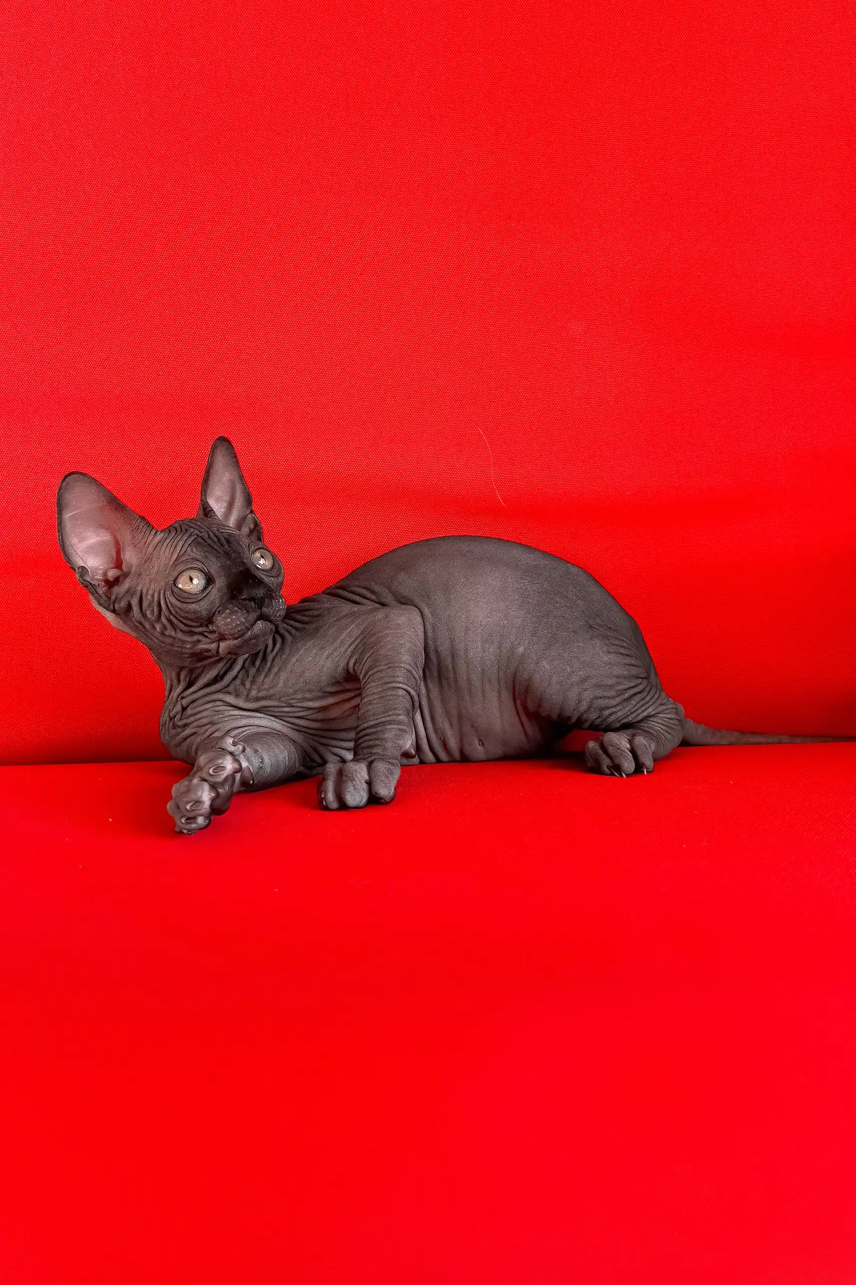 Imperial | Canadian Sphynx Kitten - Image 7