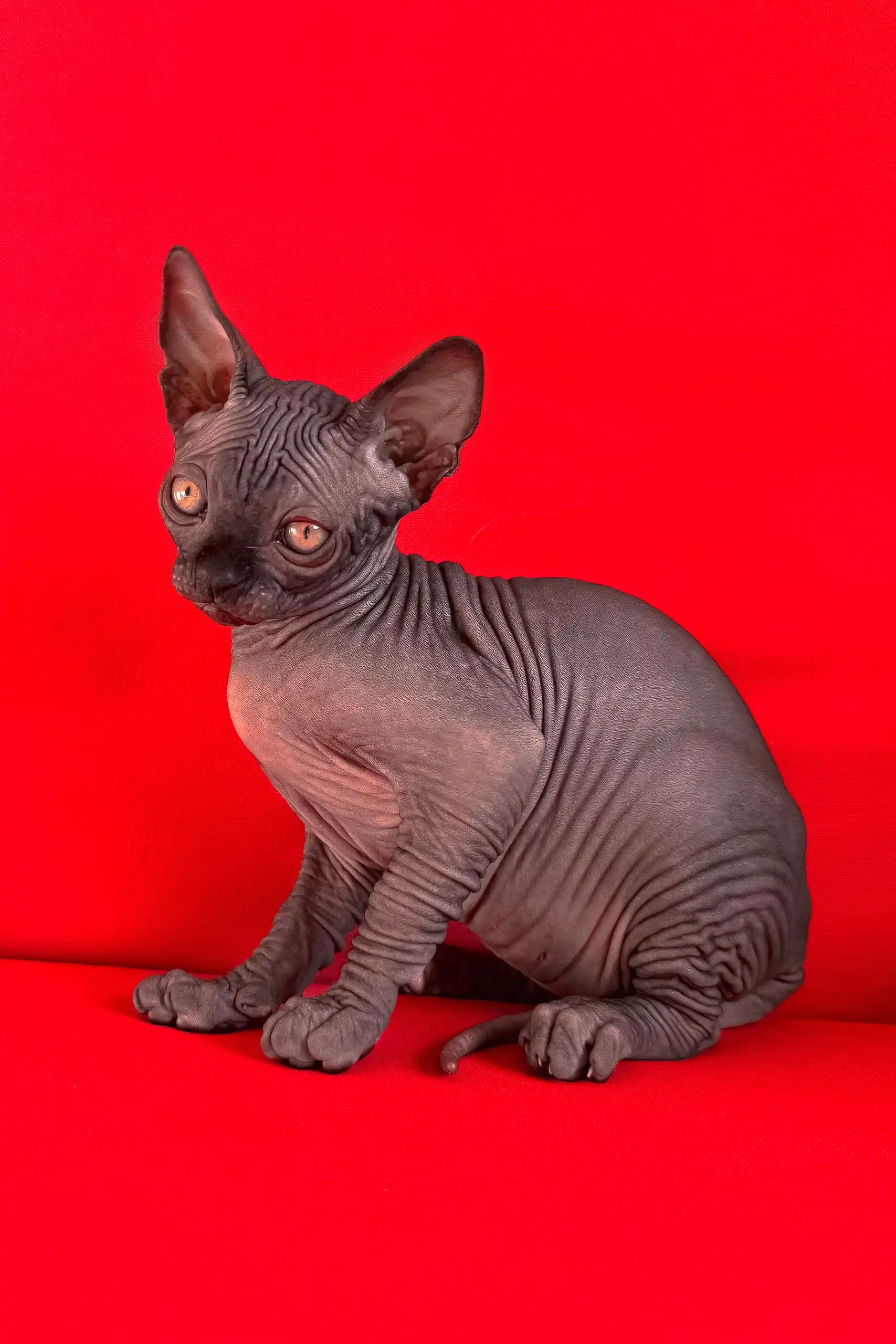 Imperial | Canadian Sphynx Kitten - Image 9