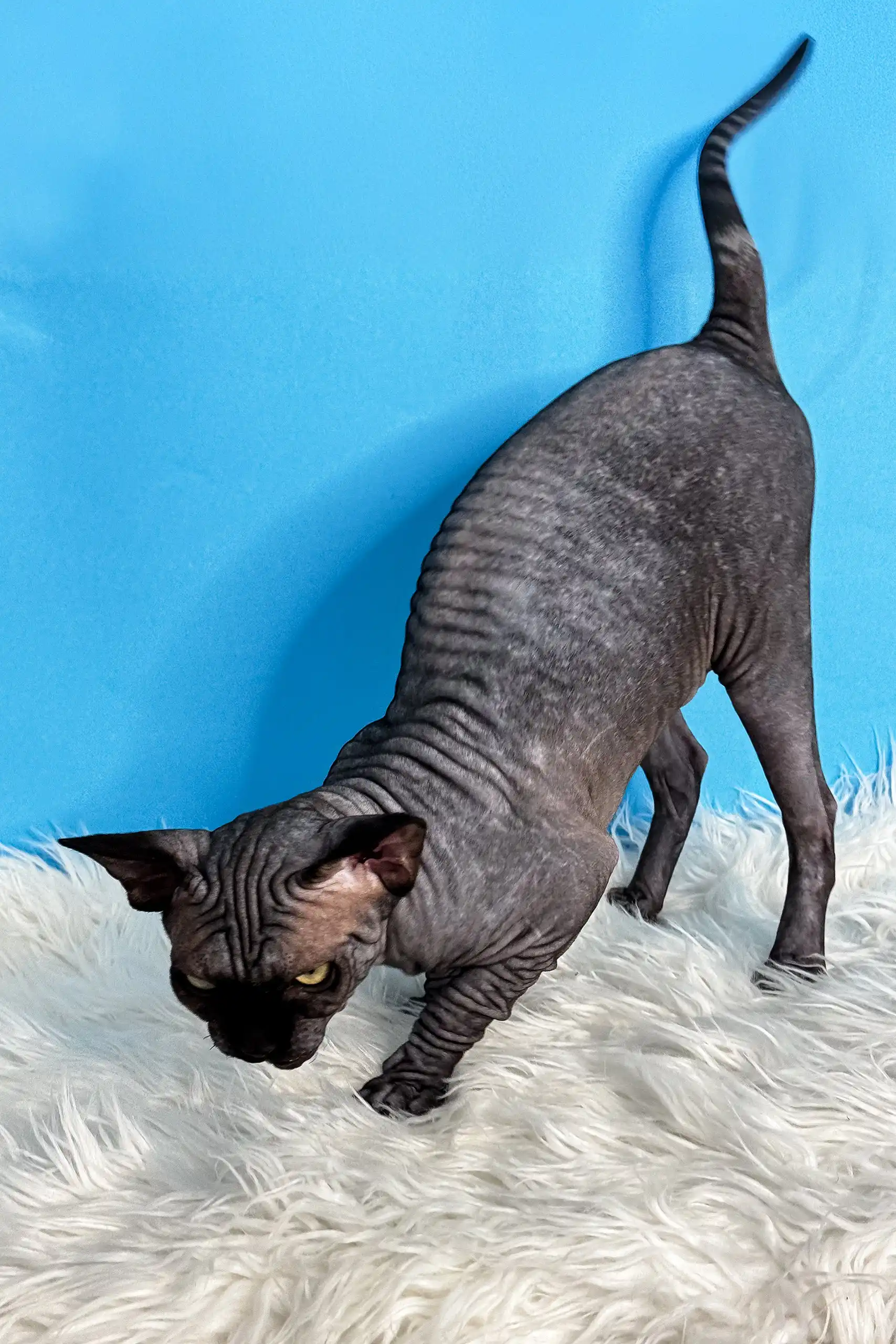Joker | Canadian Sphynx Kitten - Image 7
