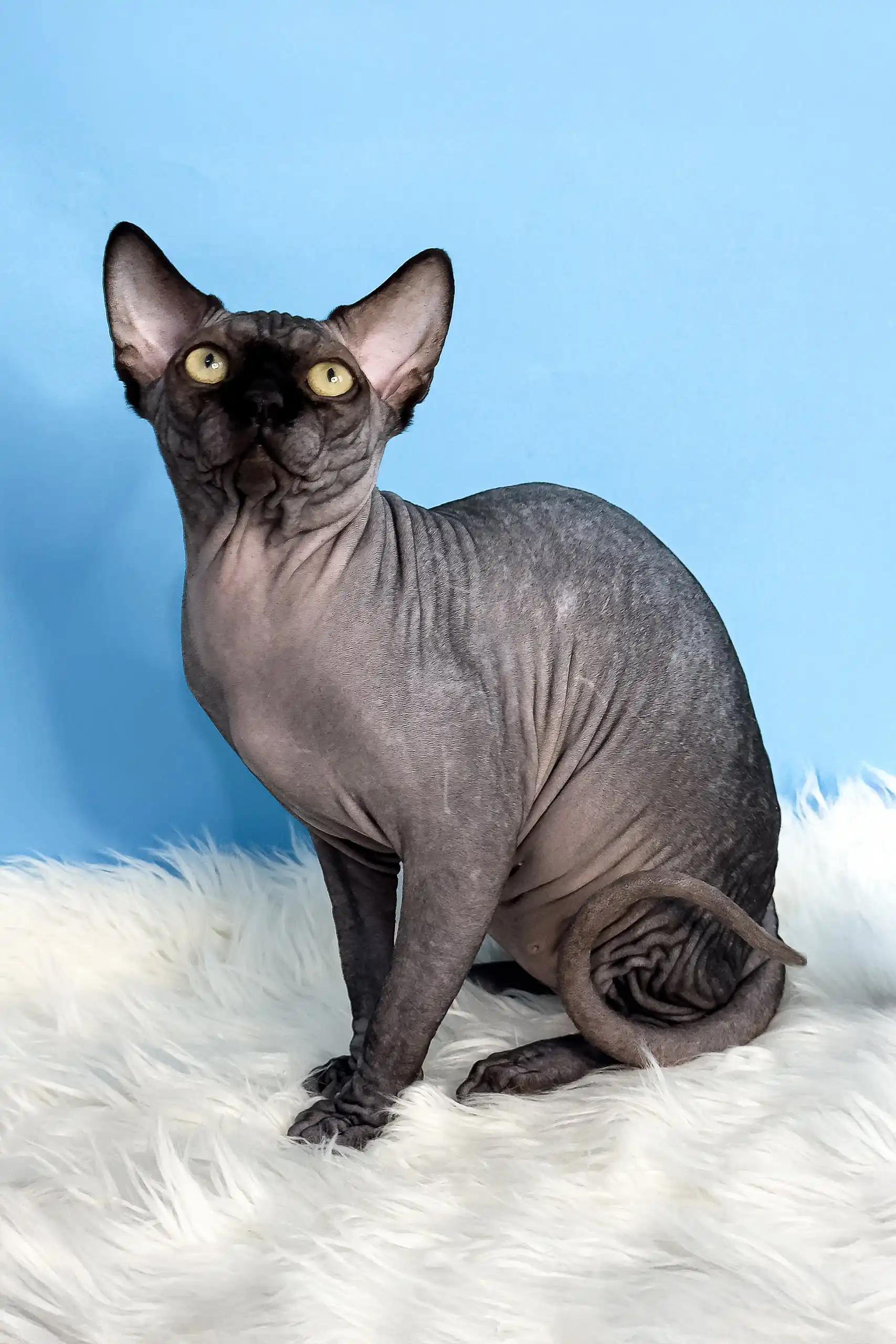 Joker | Canadian Sphynx Kitten - Image 8