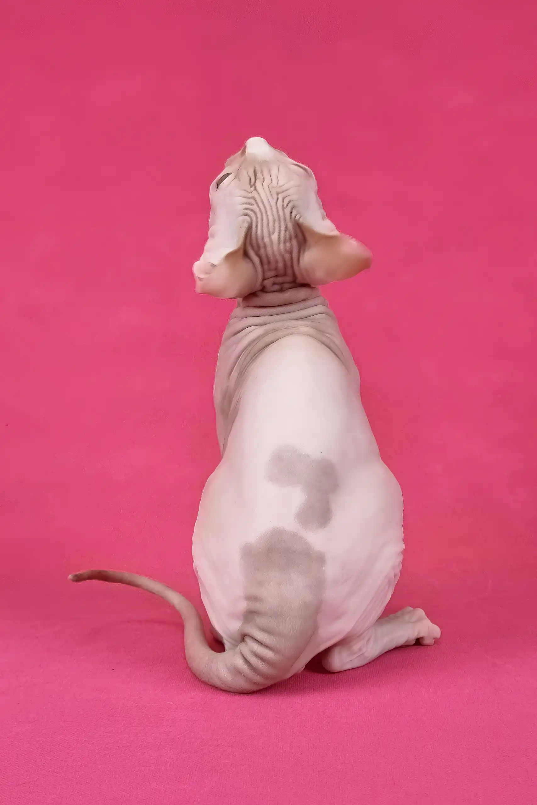 Kazimir | Canadian Sphynx Kitten - Image 8